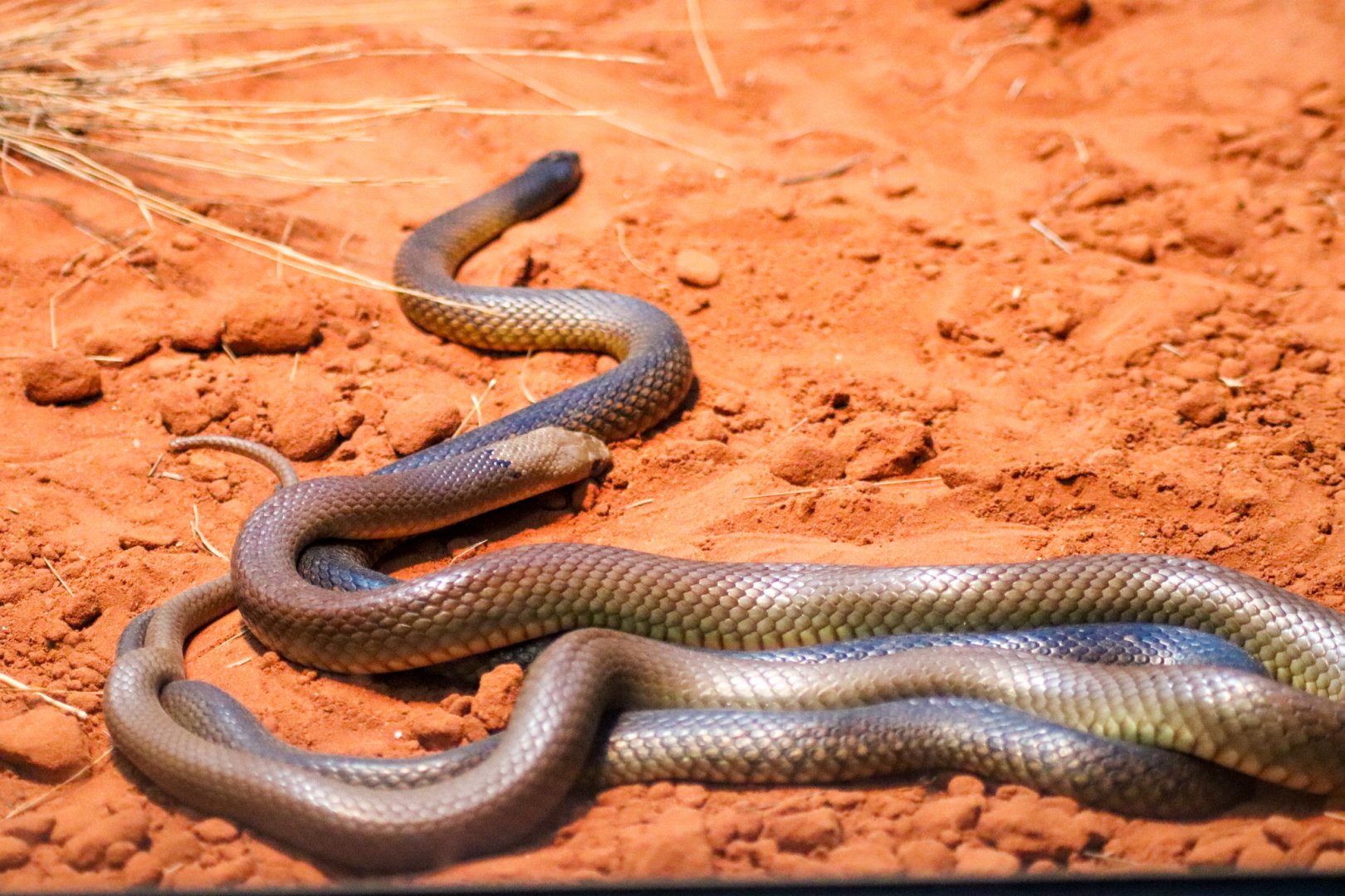 Western Brown Snakes (Pseudonaja nuchalis)