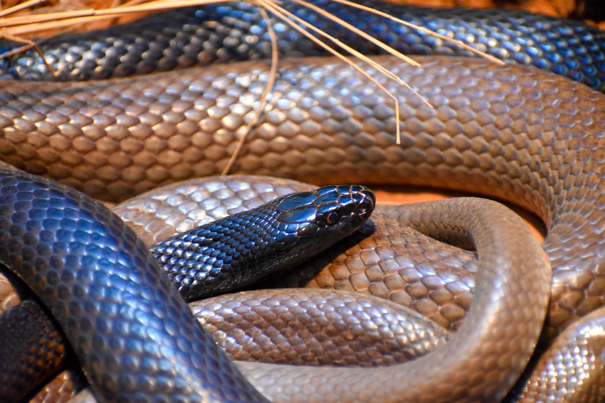 Western Brown Snakes (Pseudonaja nuchalis)