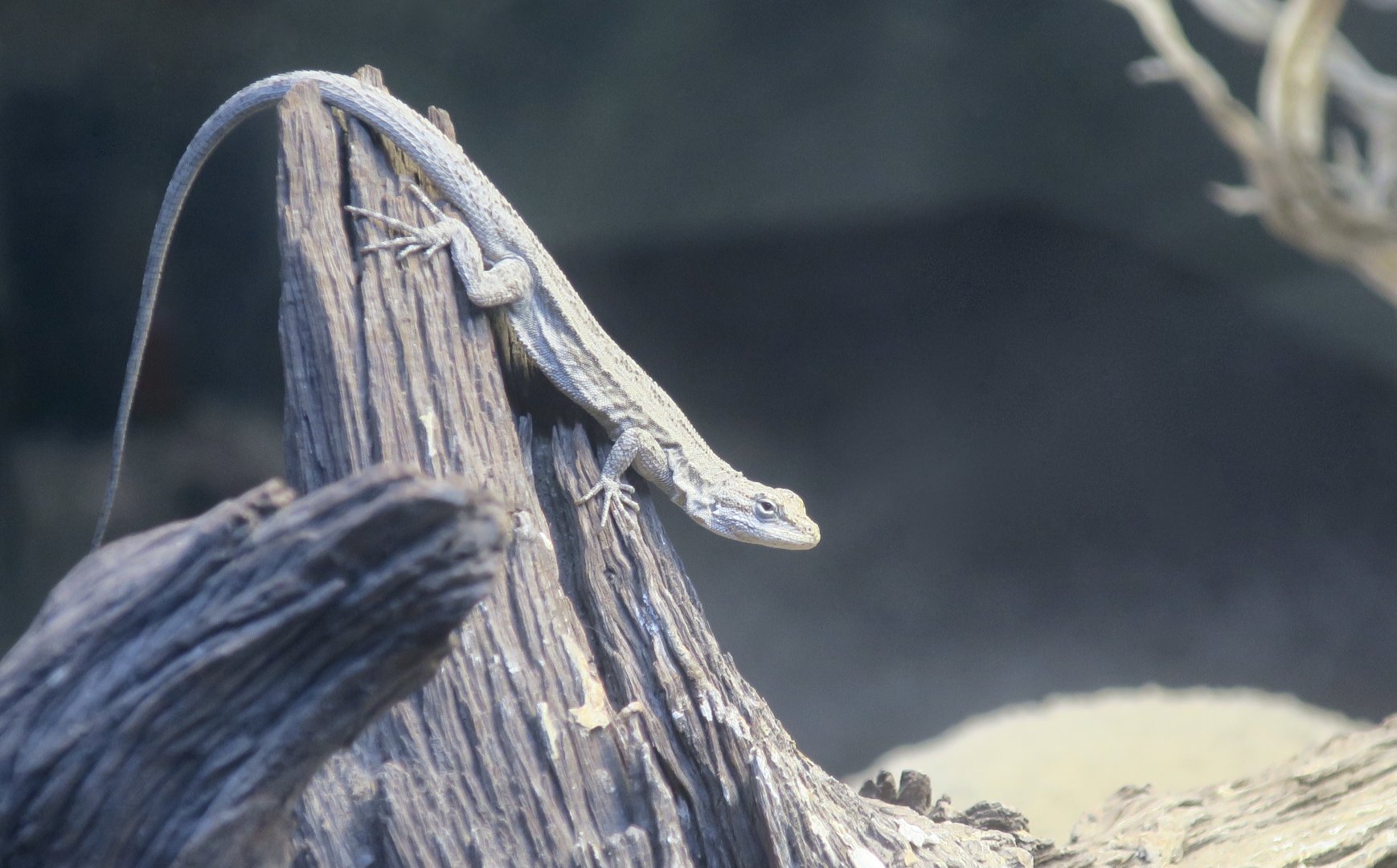 Western Brush Lizard (Urosaurus graciosus graciosus)