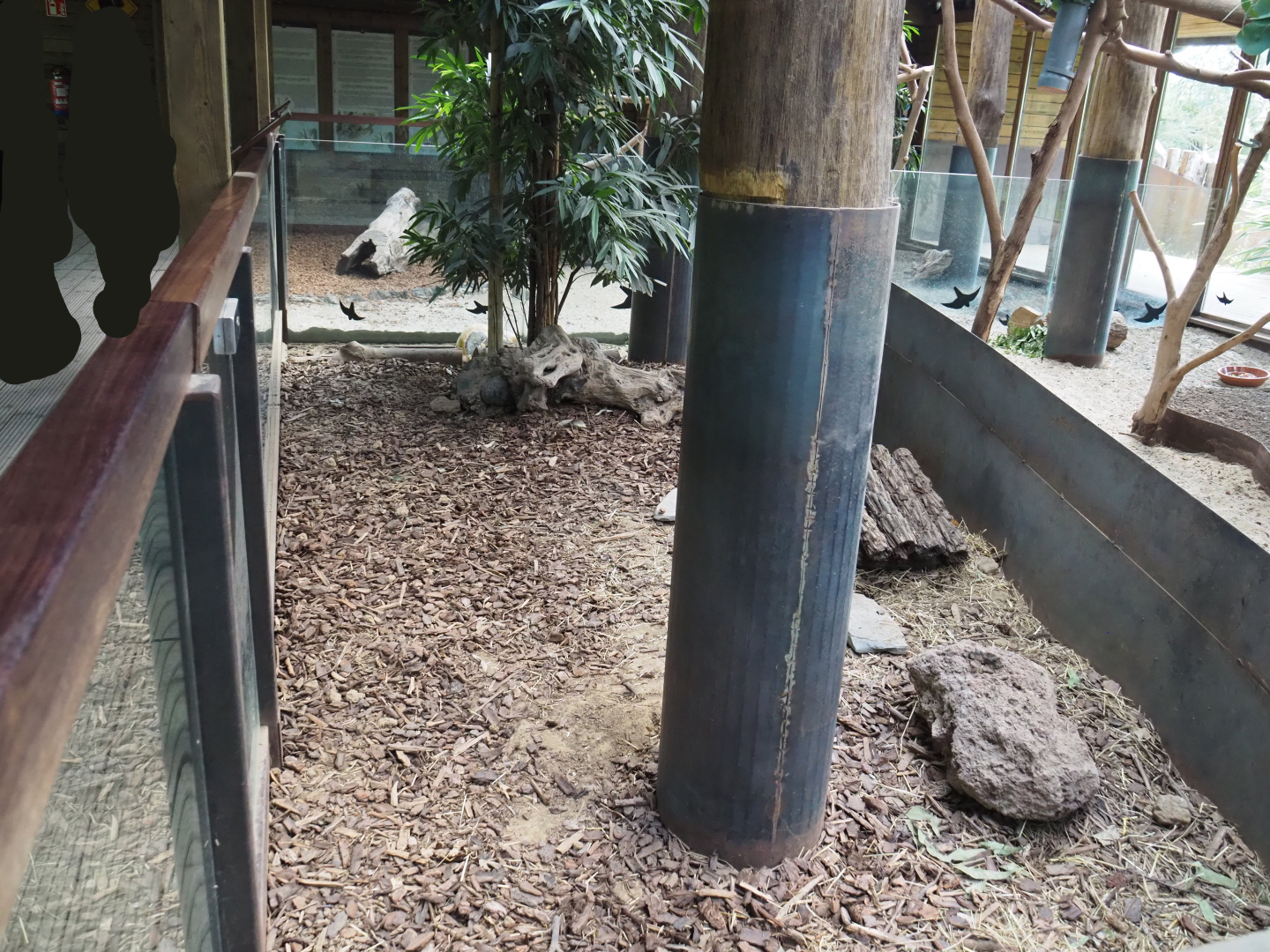 Western brush-tailed bettong area in the koala house, 2020-09-02