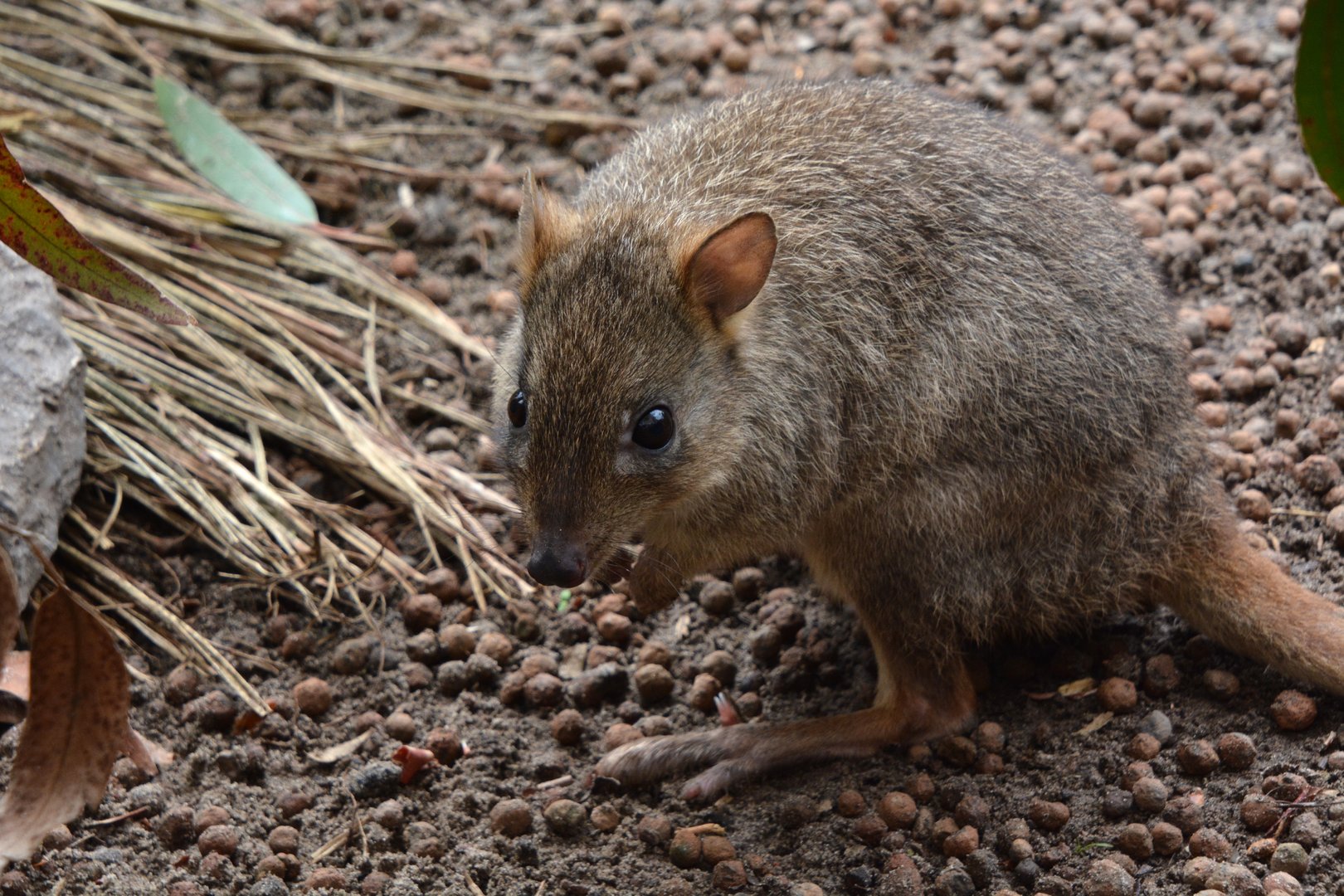 Western brush-tailed bettong (Bettongia penicillata ogilbyi)