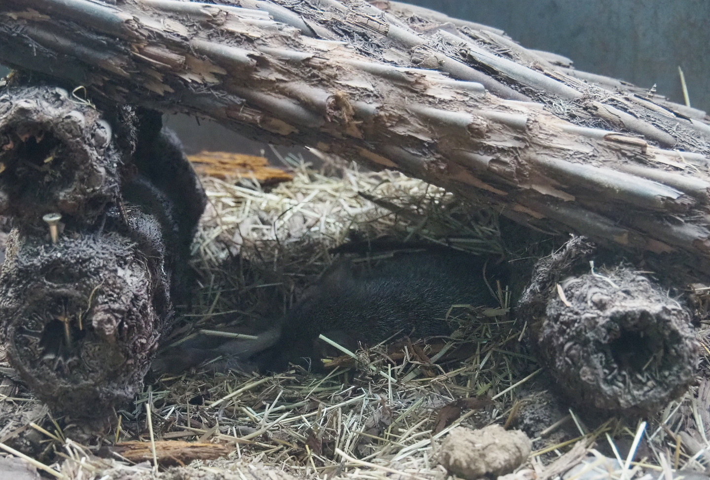 Western brush-tailed bettong in hide, 2020-09-02