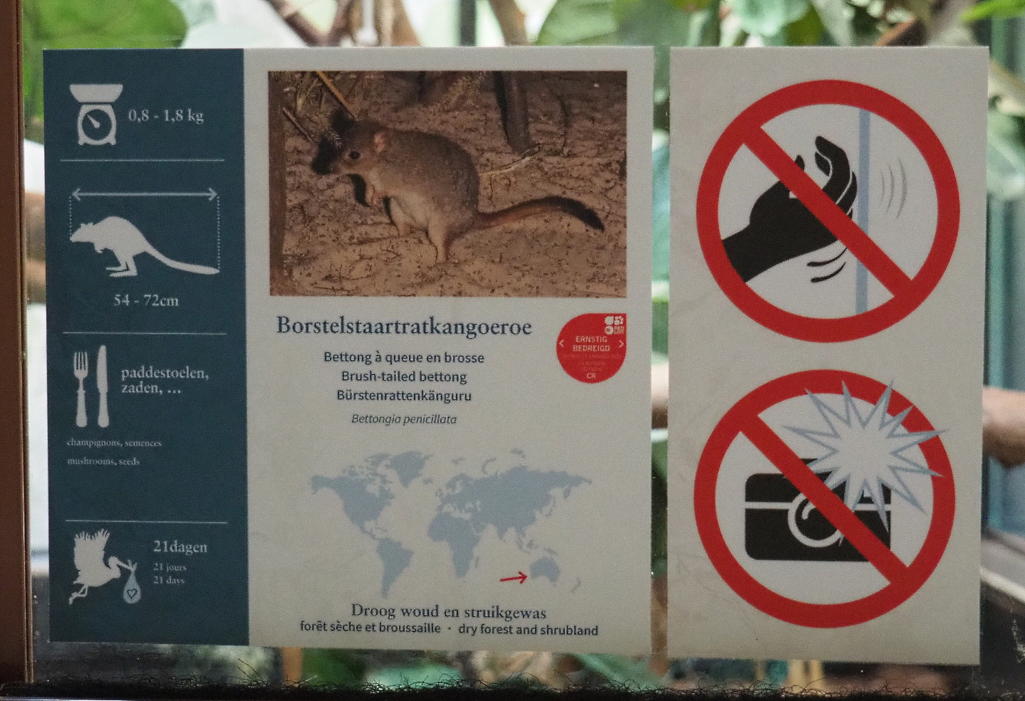 Western brush-tailed bettong signage (New species in the marsupial house), 2021-06-12