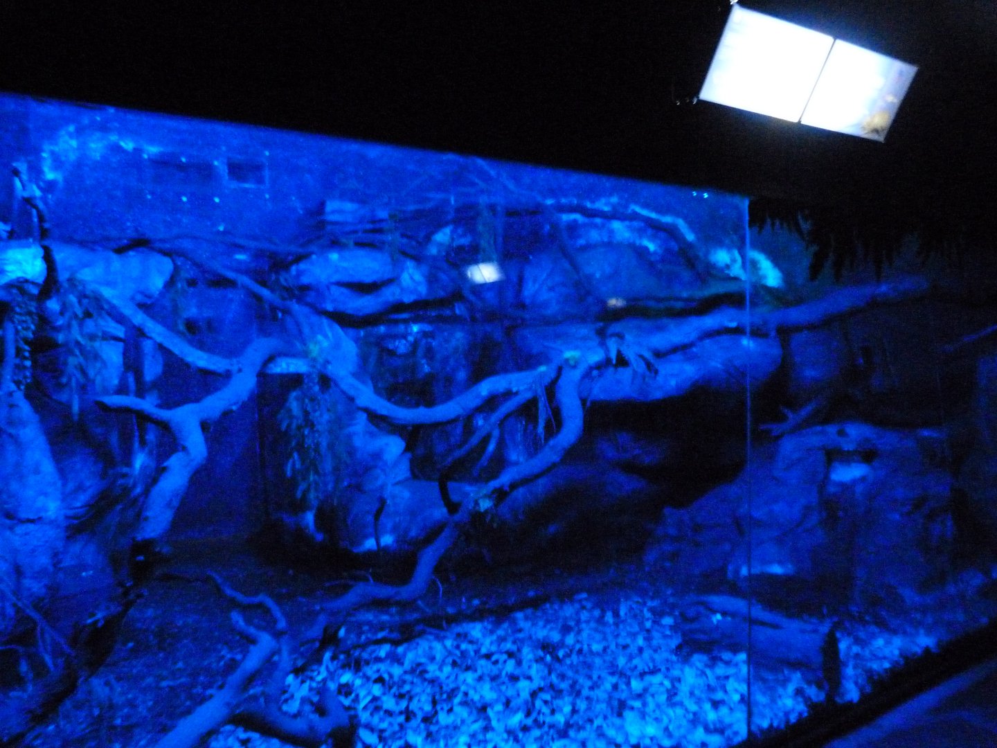 Western brush-tailed bettong, Southern three-banded armadillo and Southern tamandua exhibit -Faunia (2025)