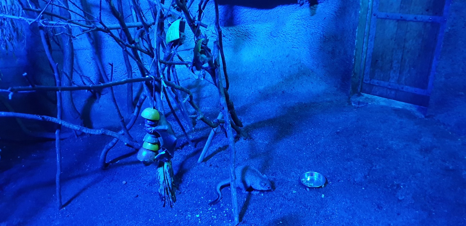 Western Brush-tailed bettong