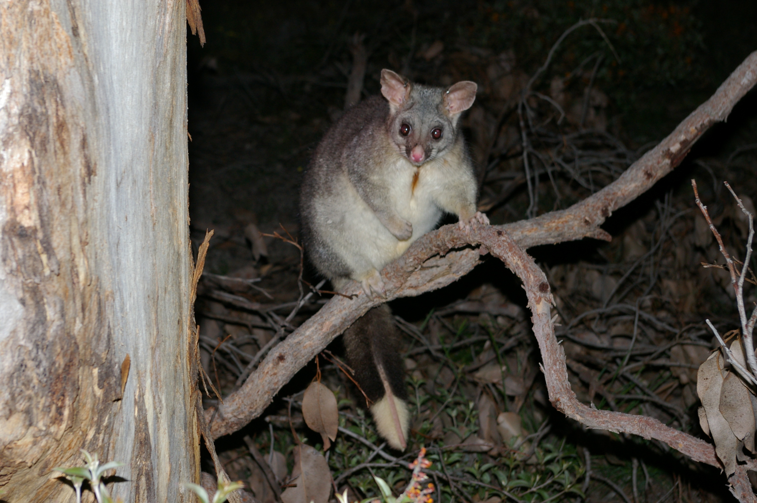 Western Brush-tailed Possum (Trichosurus vulpecula hypoleucus)