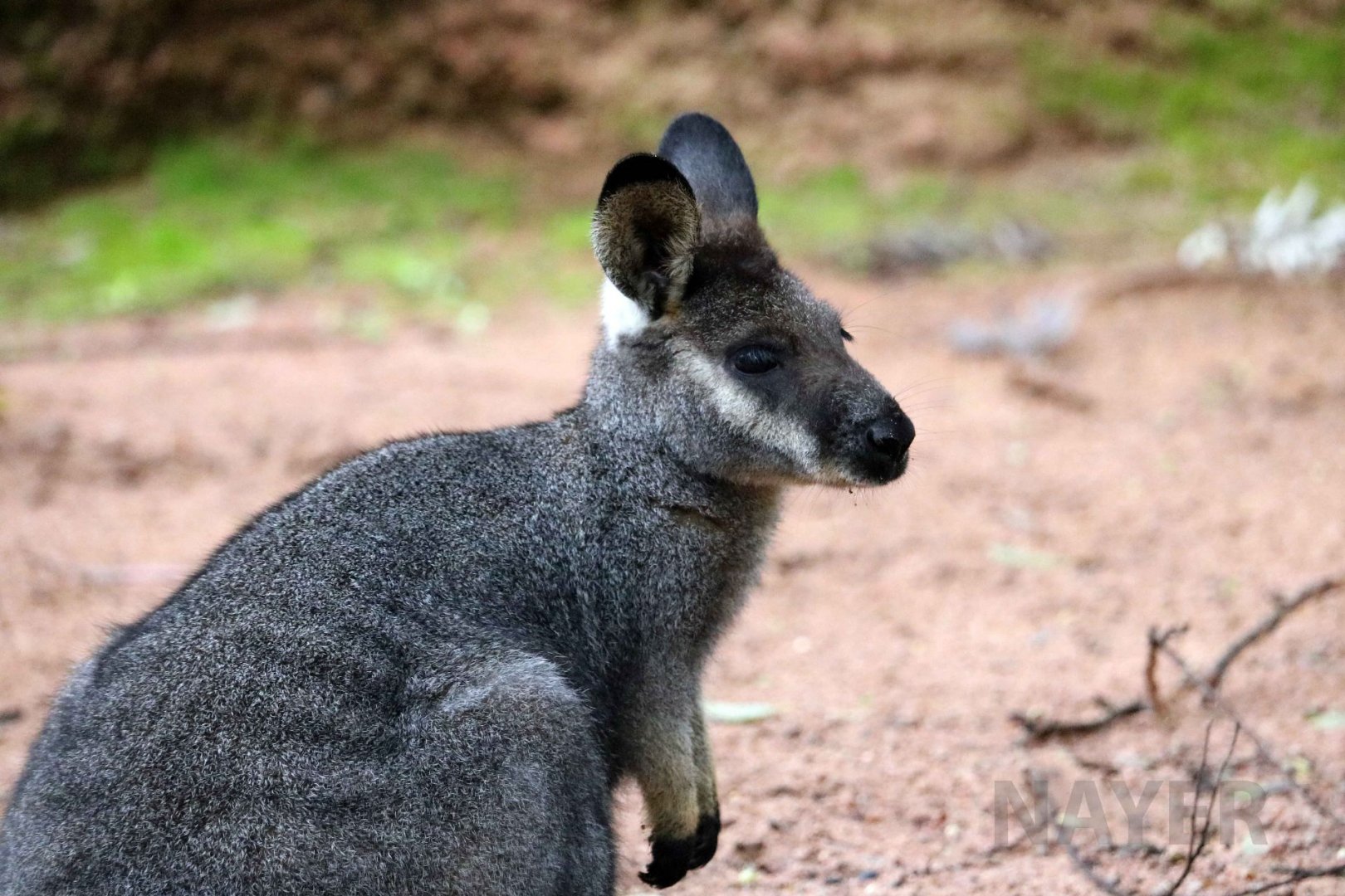 Western brush wallaby, June 2016