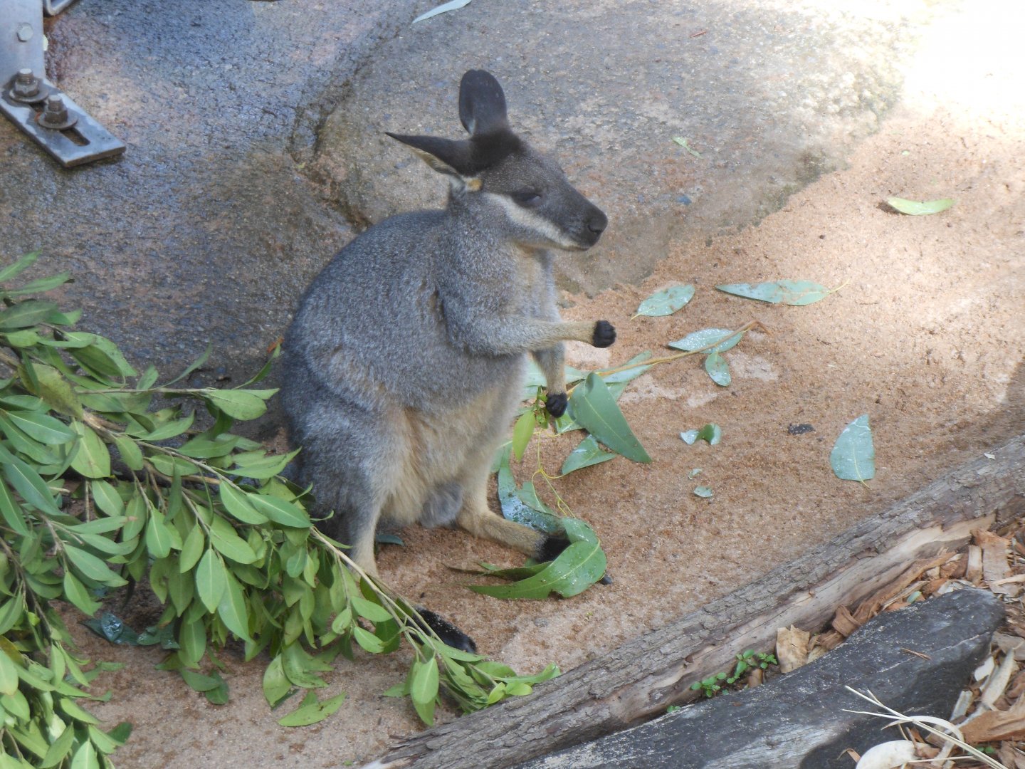 Western Brush Wallaby (Macropus irma)