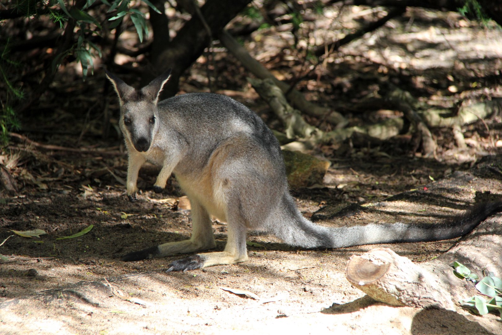 western brush wallaby (Macropus irma)