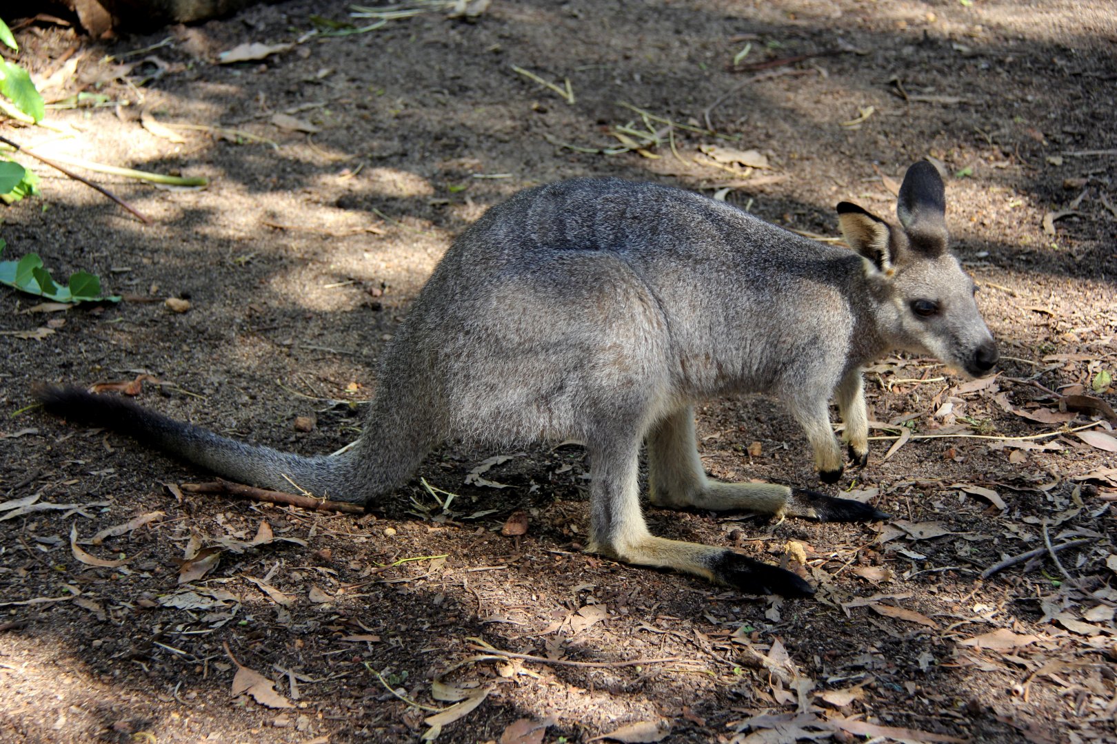 western brush wallaby (Macropus irma)