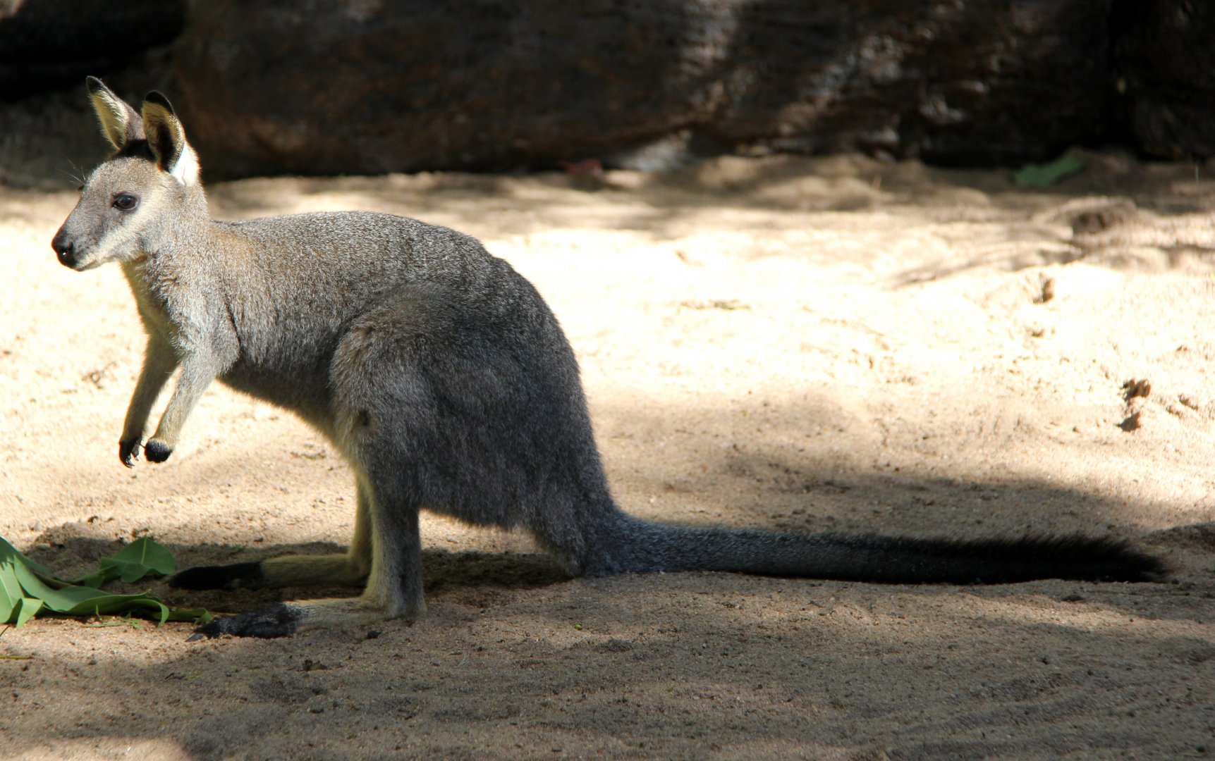 western brush wallaby (Macropus irma)