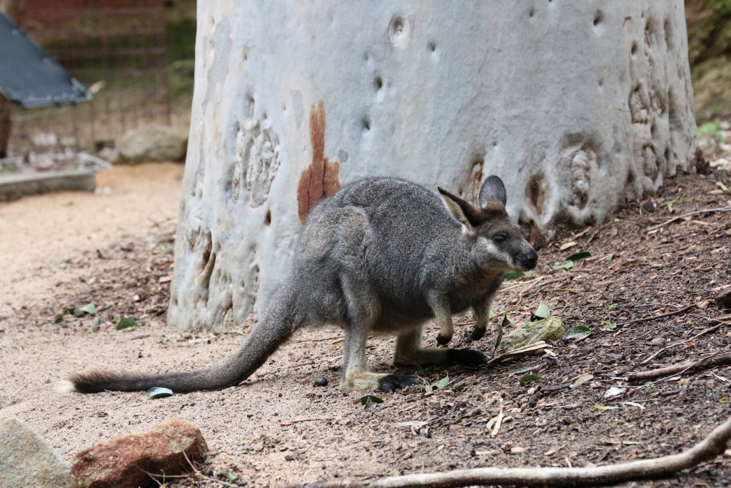 Western Brush Wallaby