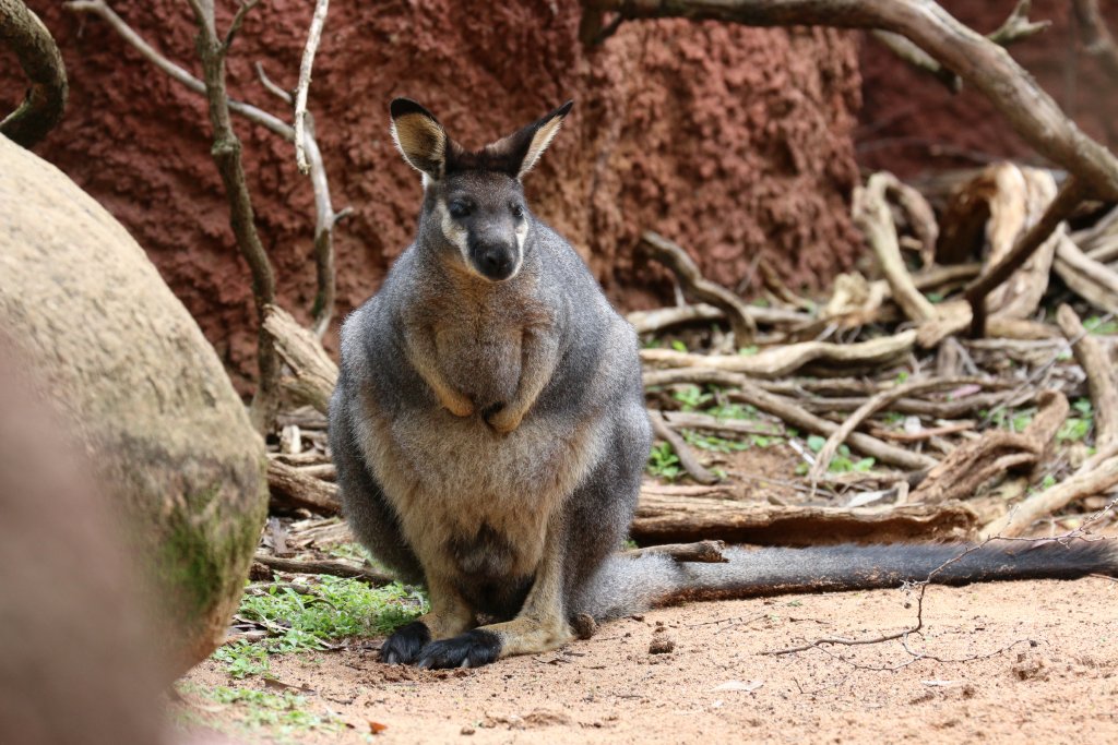 Western Brush Wallaby