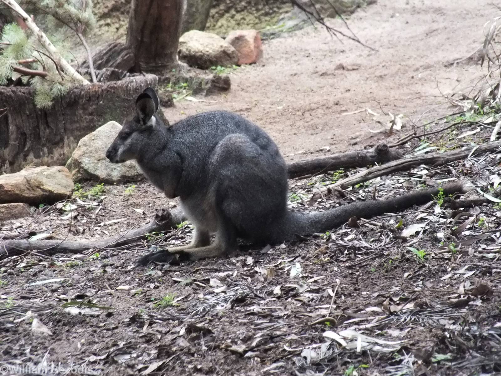 Western Brush Wallaby