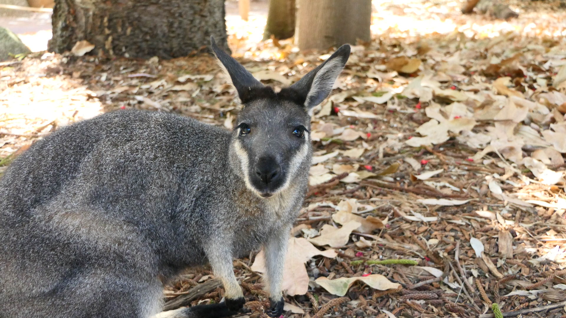 Western Brush Wallaby