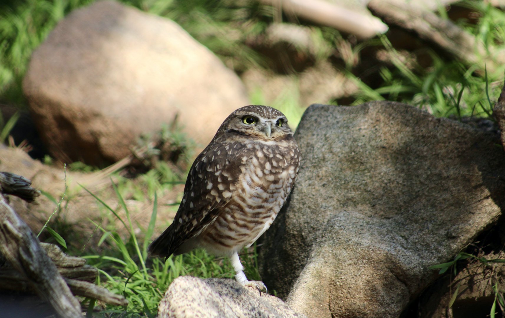 Western Burrowing Owl (Athene cunicularia hypugaea)