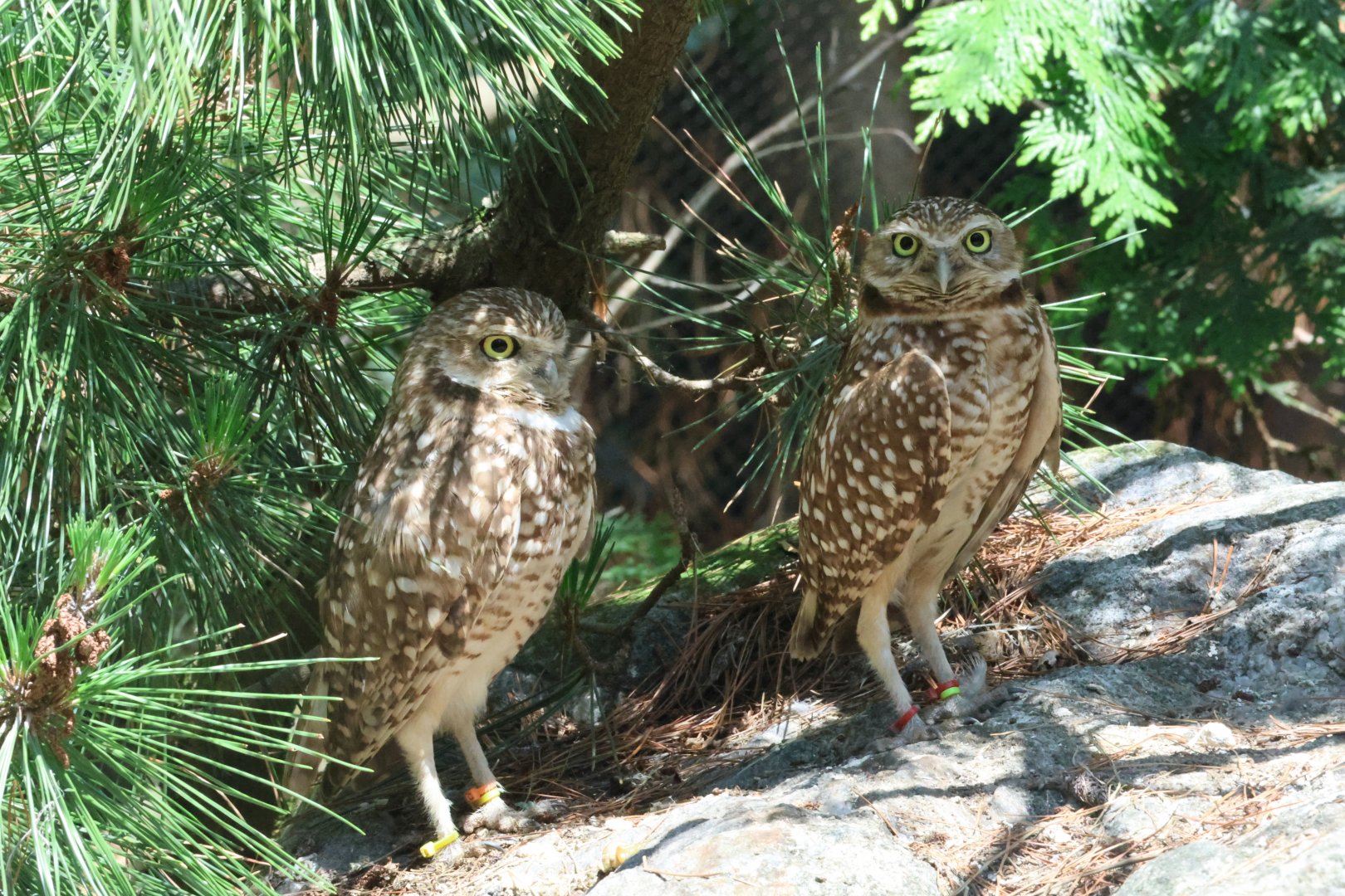 Western burrowing owl (Athene cunicularia hypugaea)