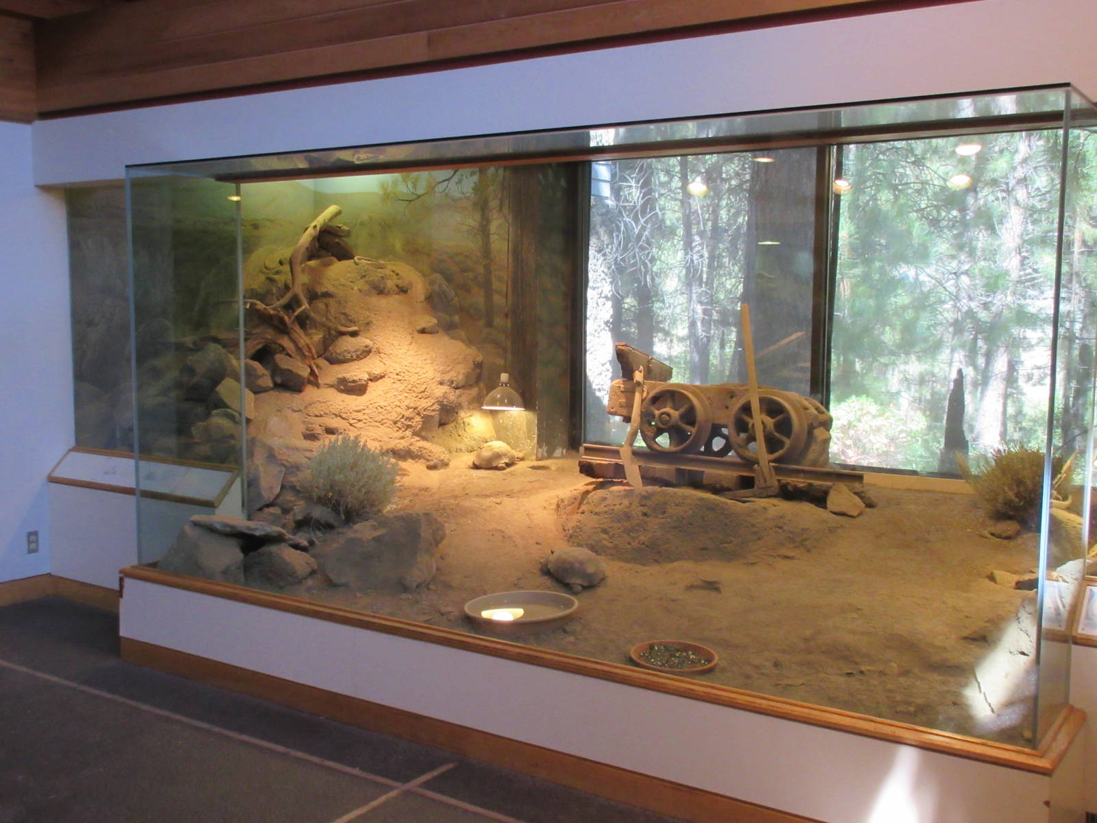 Western Burrowing Owl Exhibit/Desert Tortoise Exhibit