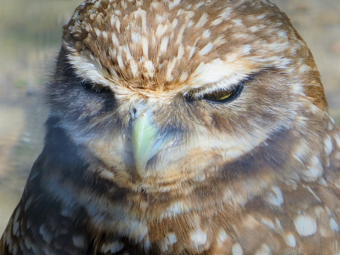 Western Burrowing Owl