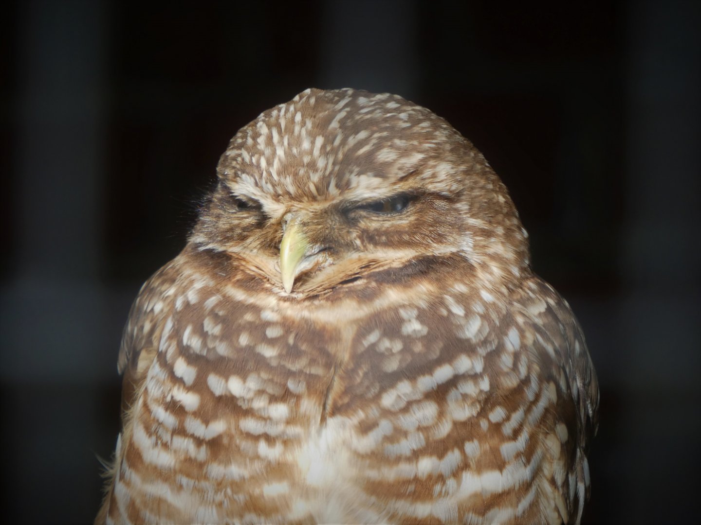 Western Burrowing Owl