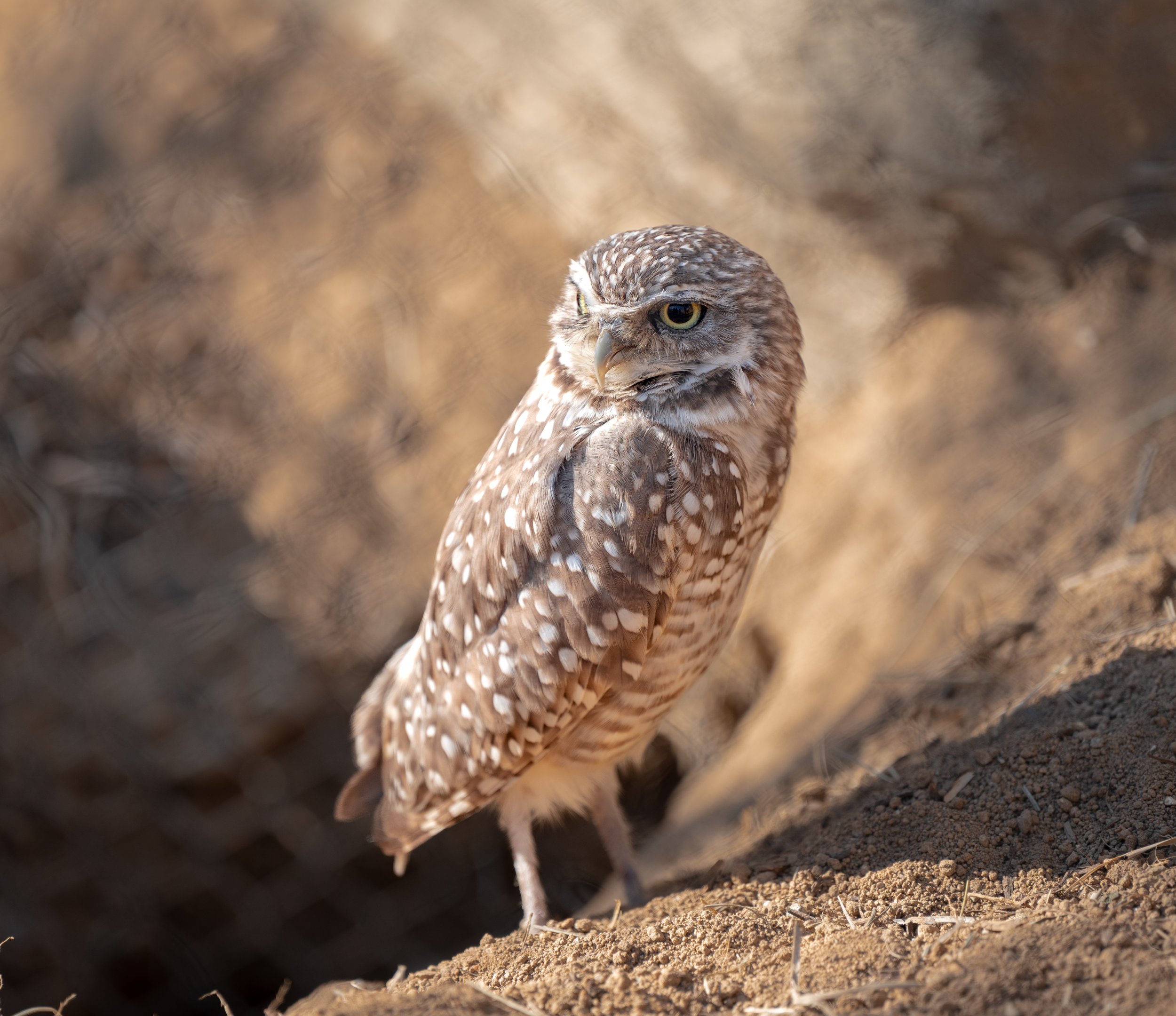 Western Burrowing Owl