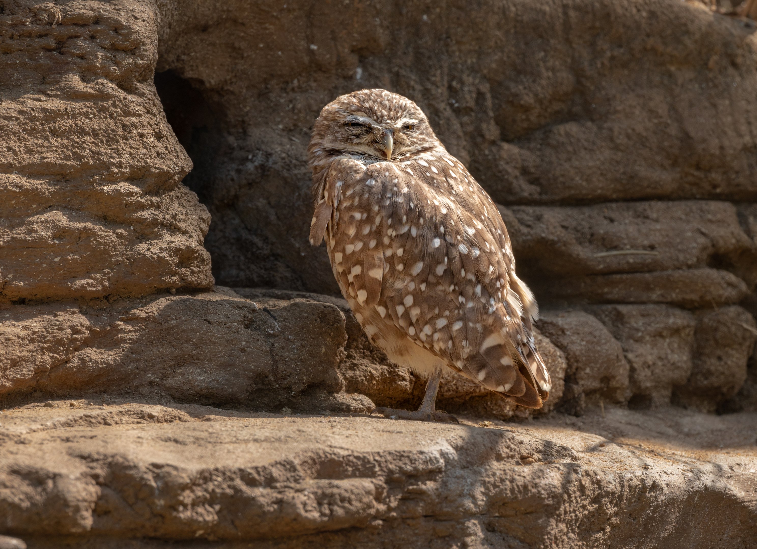Western Burrowing Owl