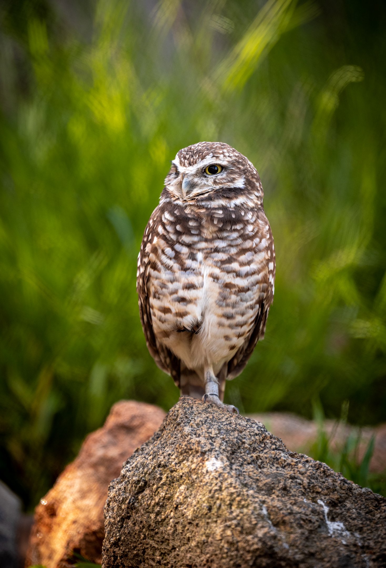Western Burrowing Owl
