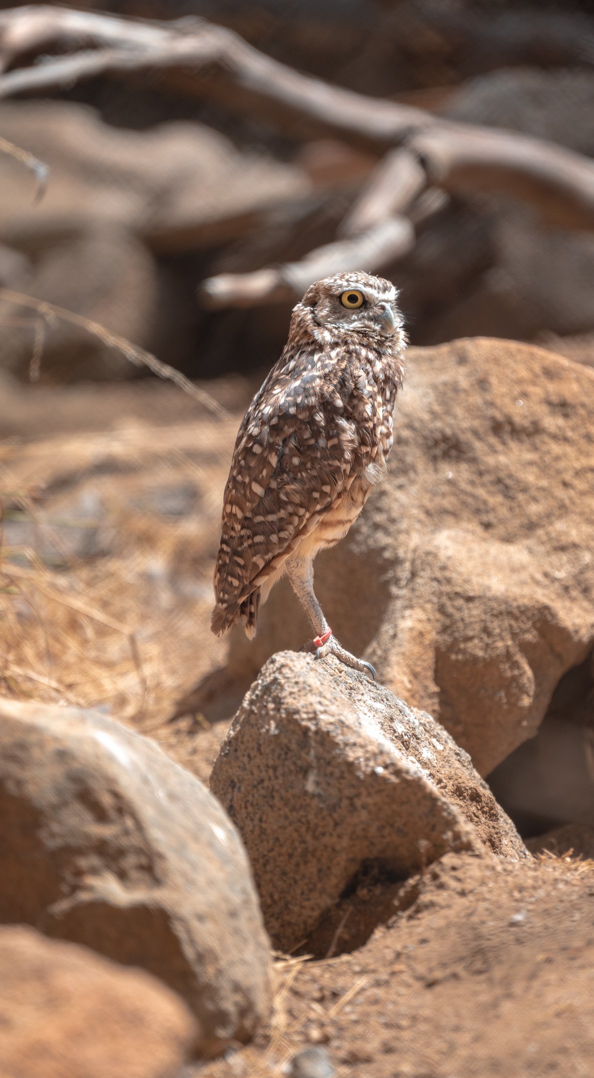 Western Burrowing Owl