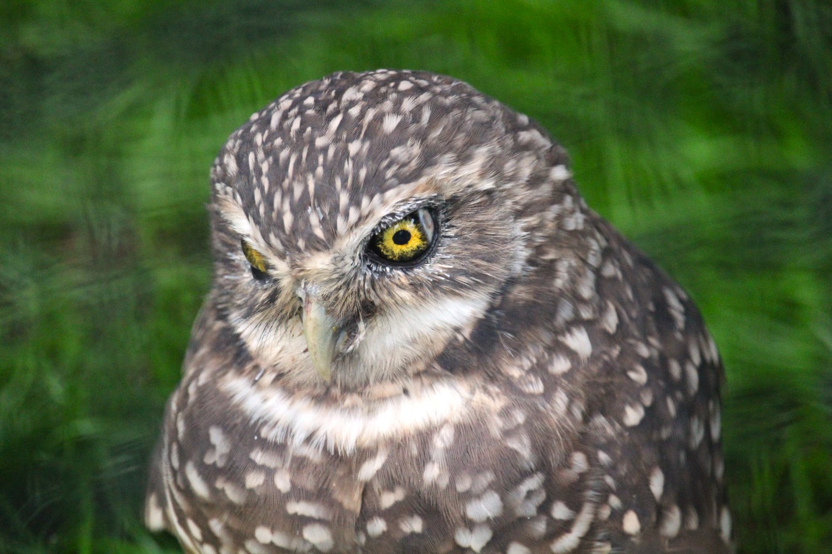 Western Burrowing Owl