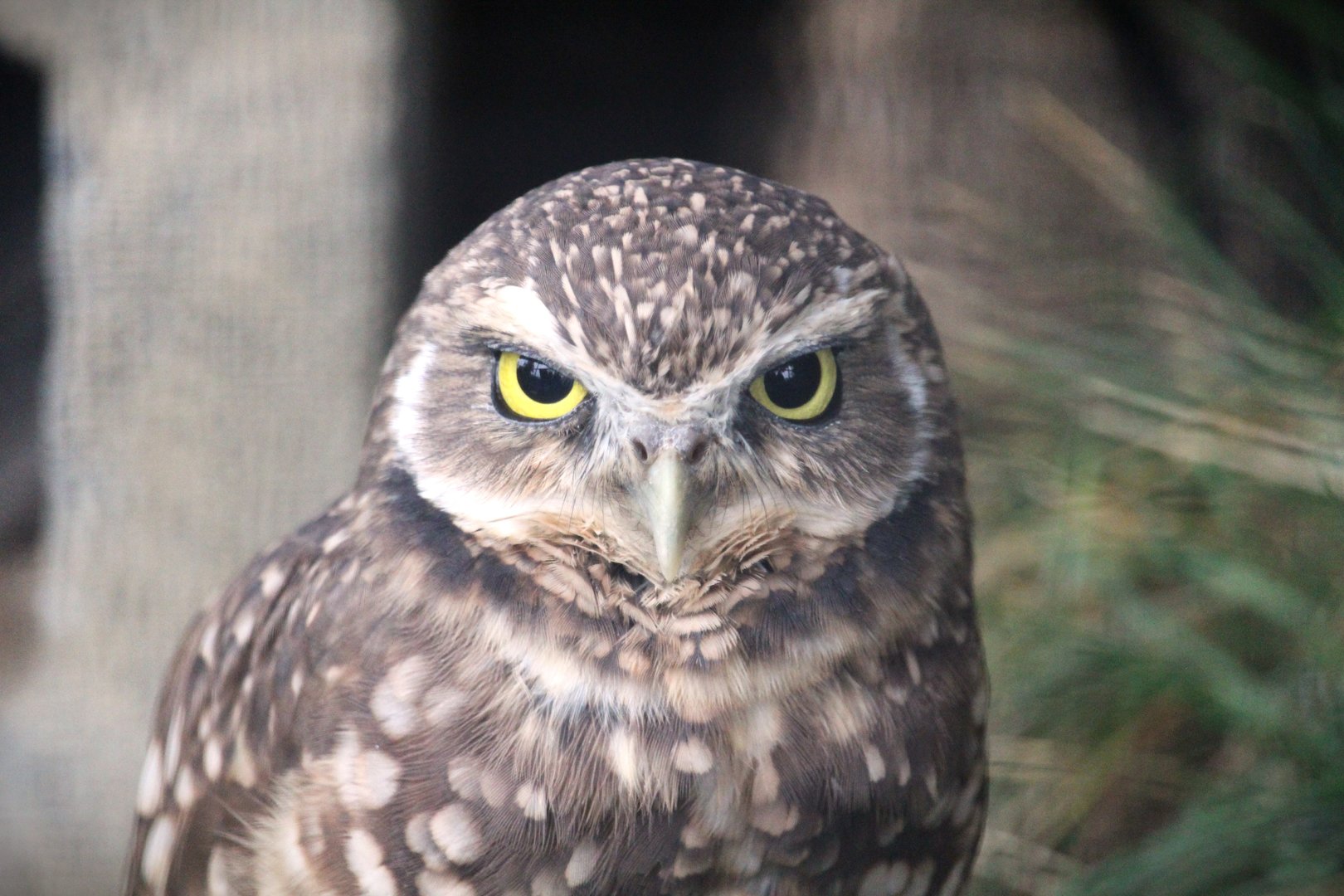 Western Burrowing Owl