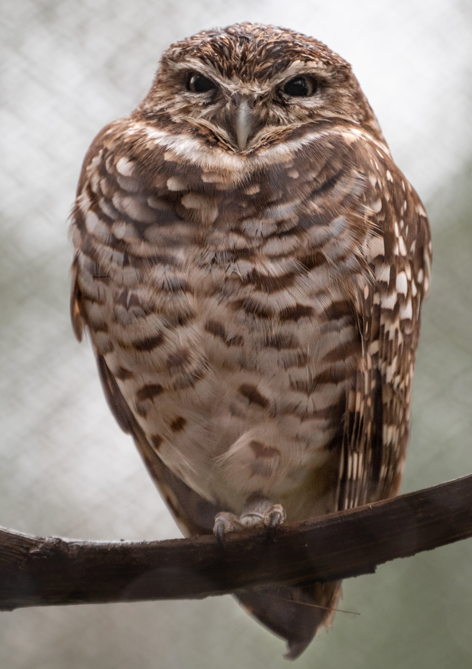 Western Burrowing Owl