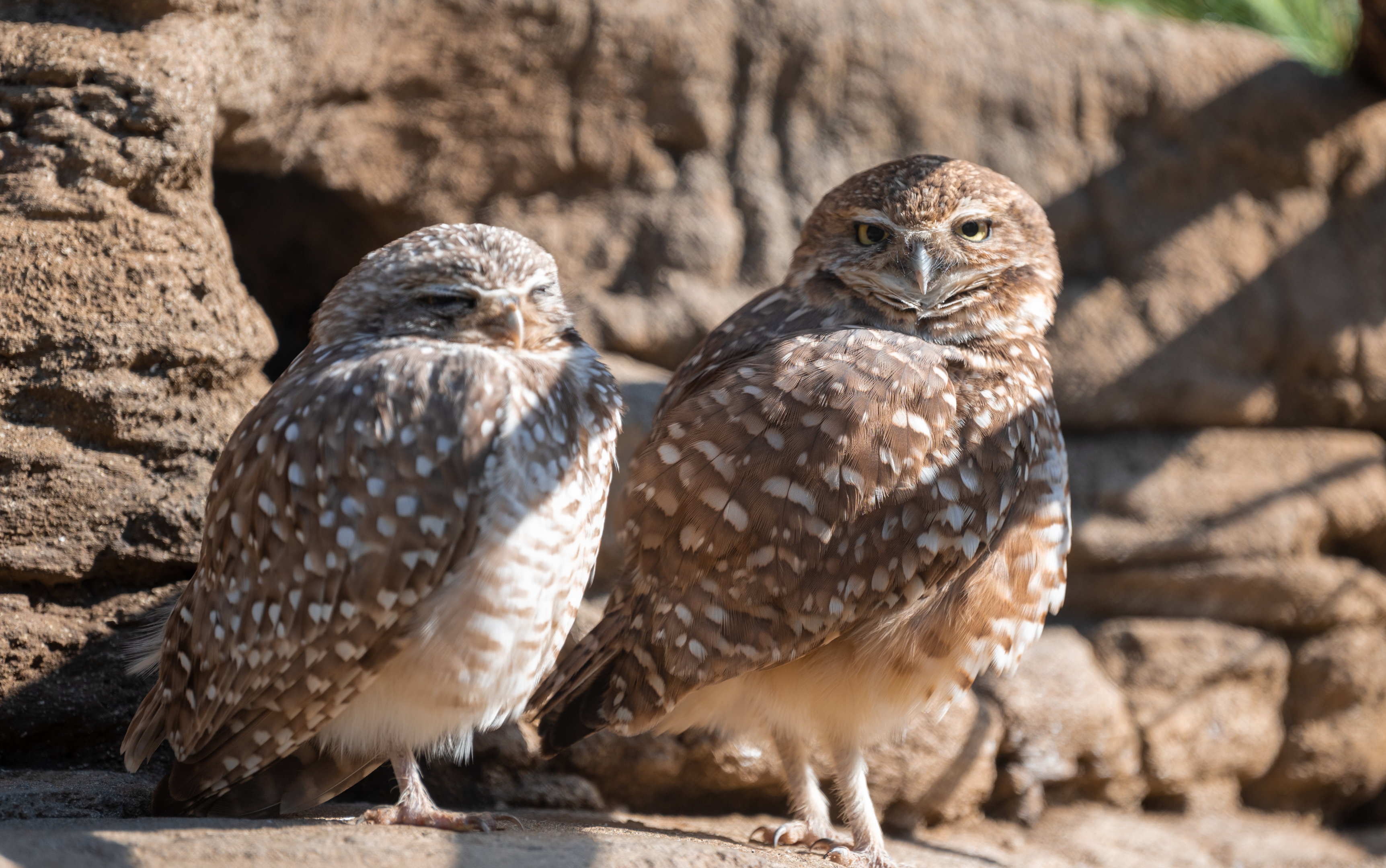 Western Burrowing Owl