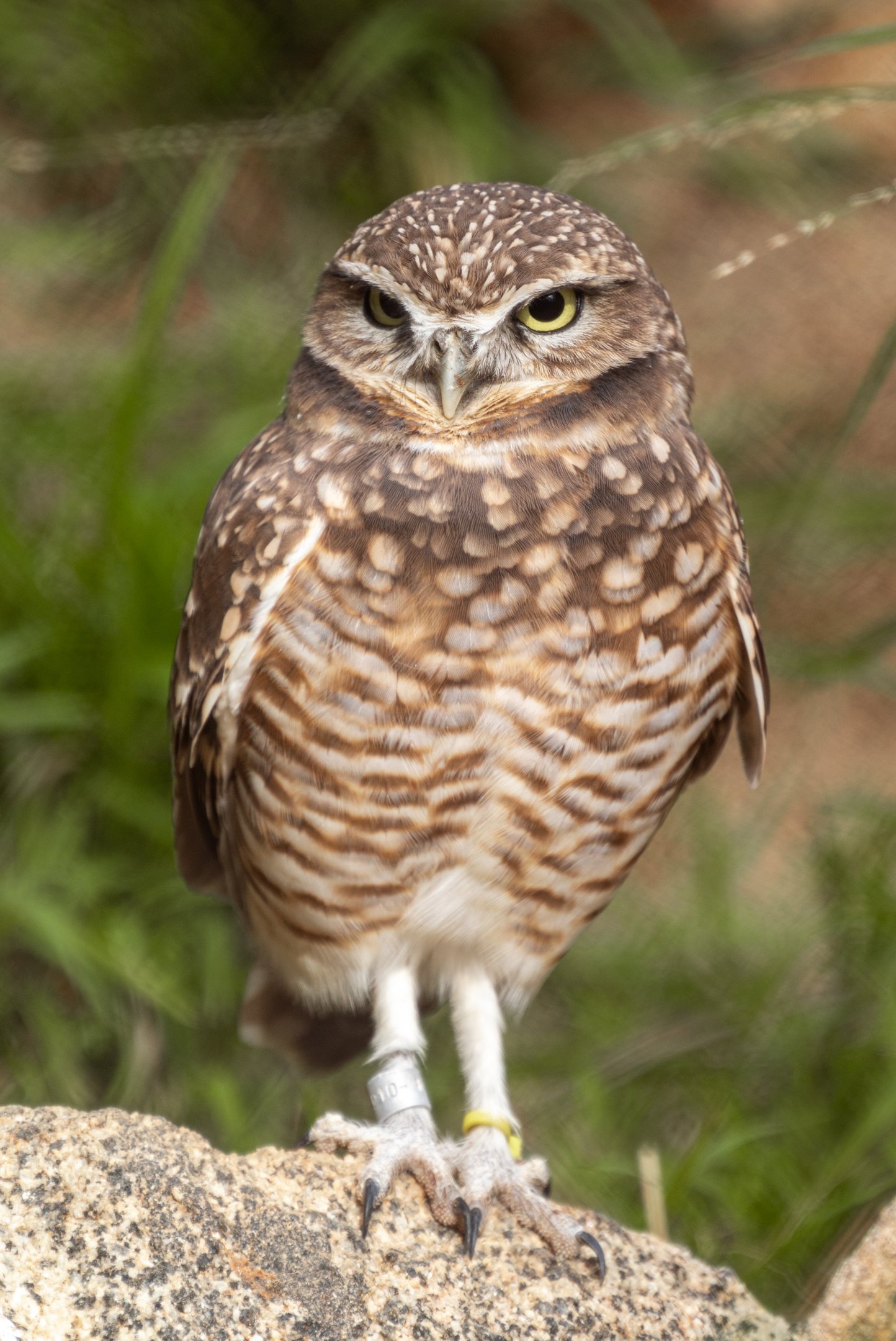 Western Burrowing Owl