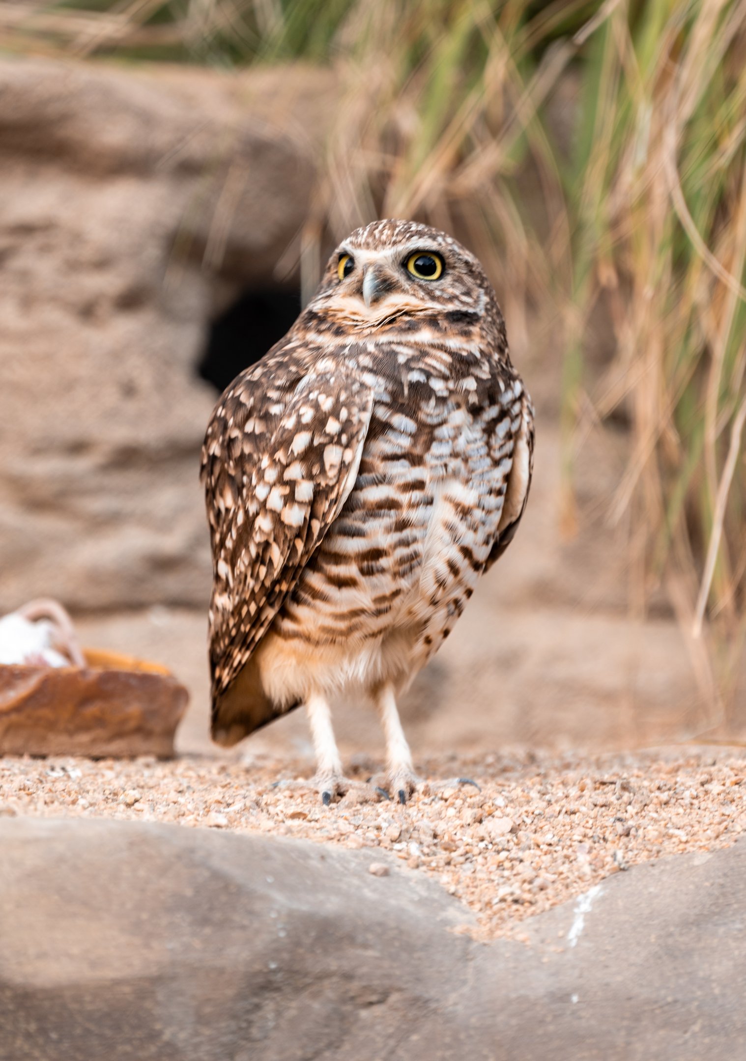 Western Burrowing Owl