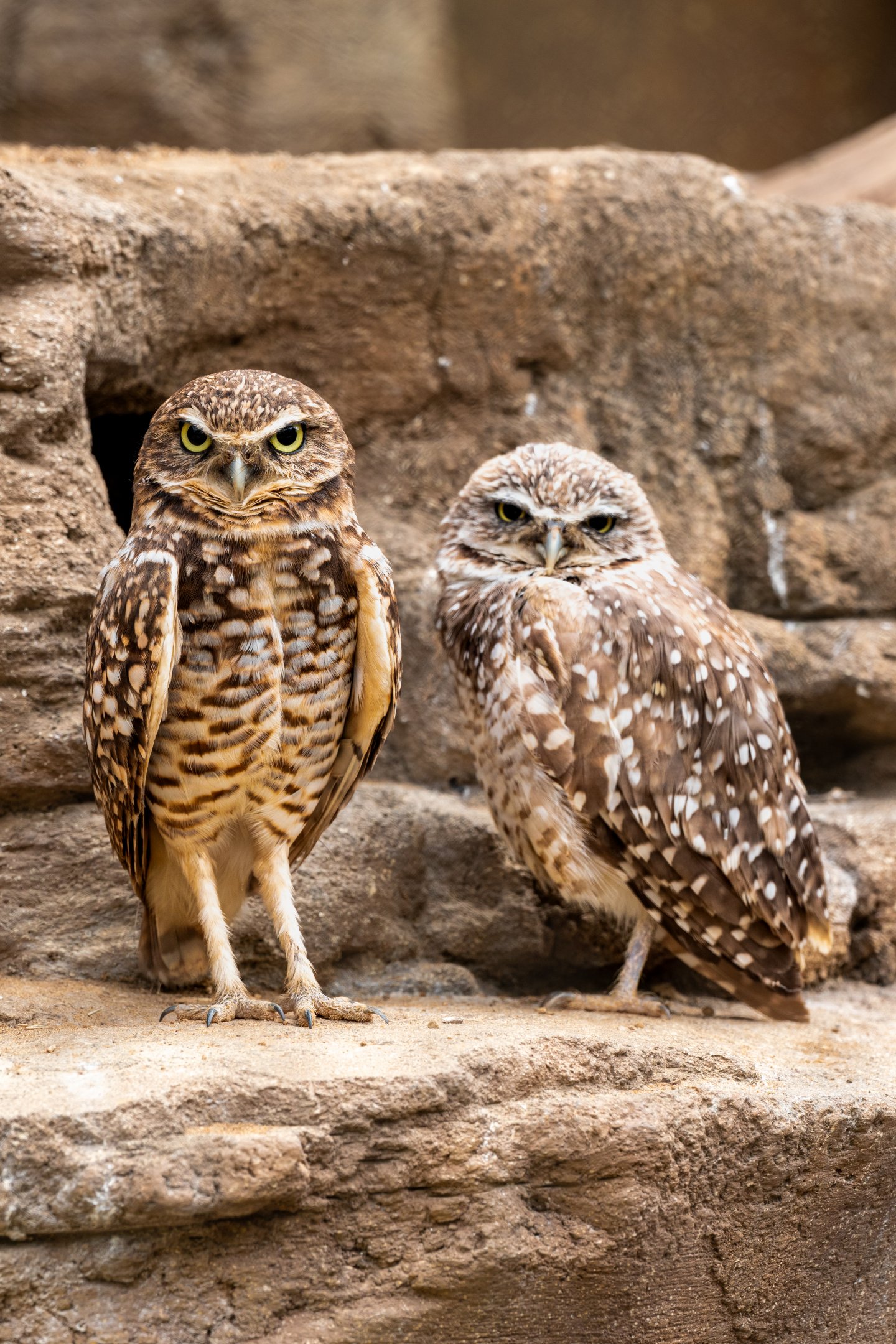 Western Burrowing Owls