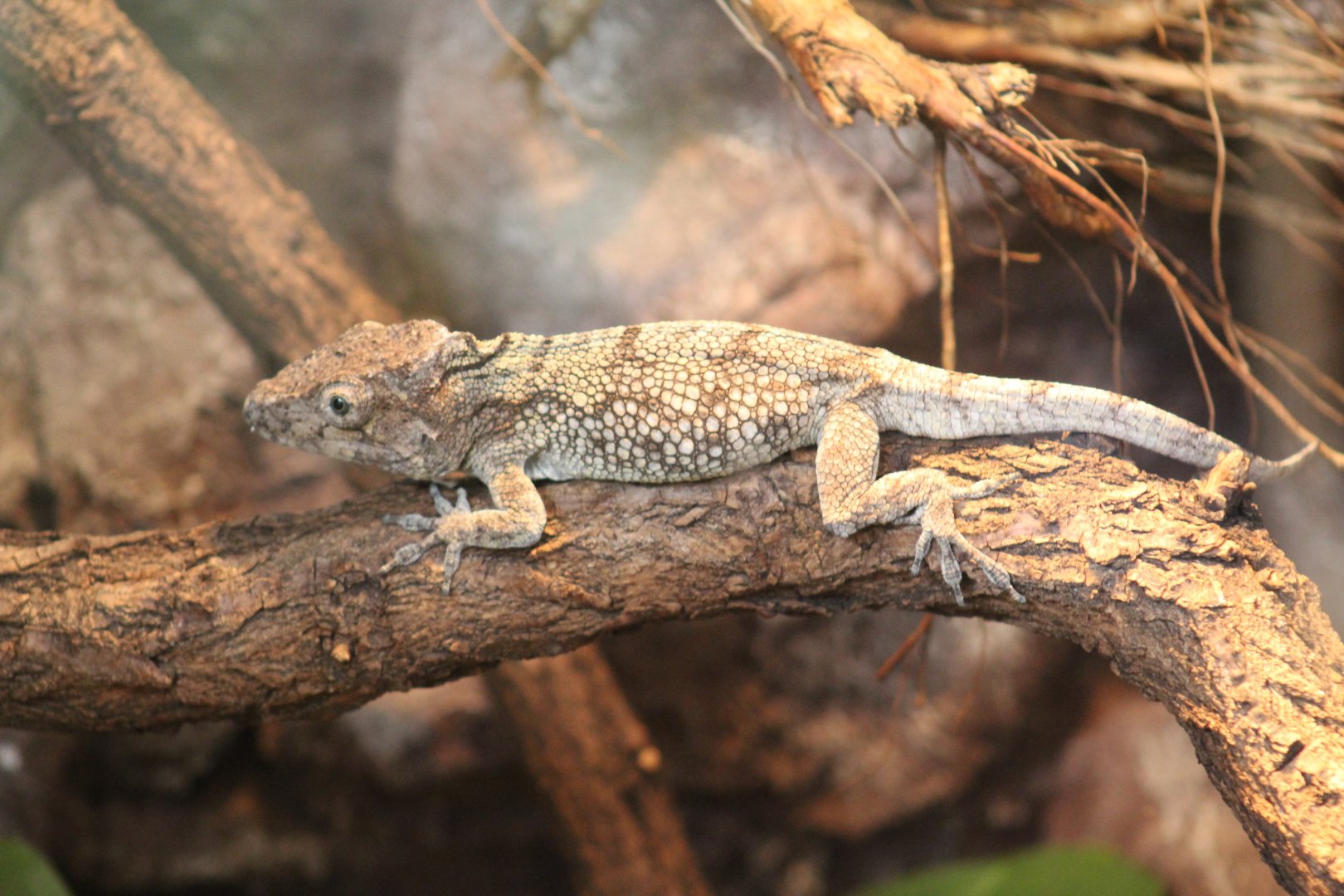 Western Bush Anole