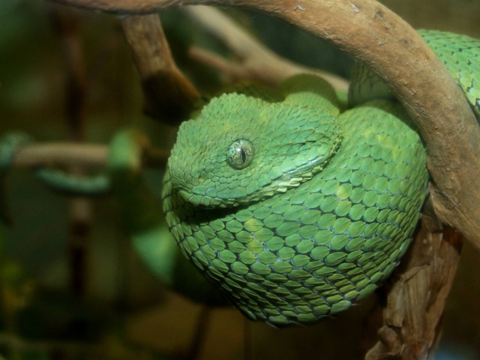 Western Bush-Viper at Jacksonville, 10/10/13