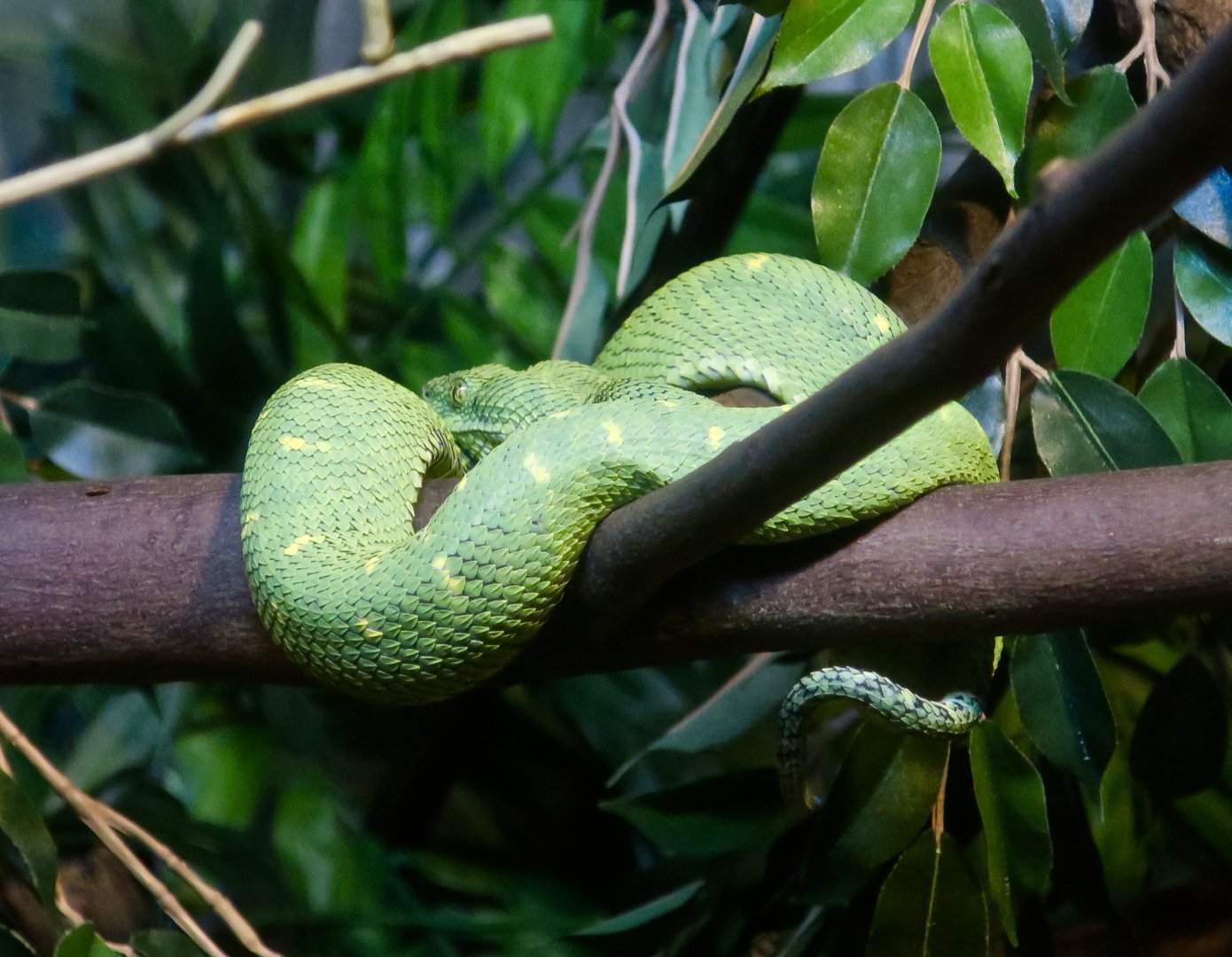 Western Bush Viper (Atheris chlorechis)