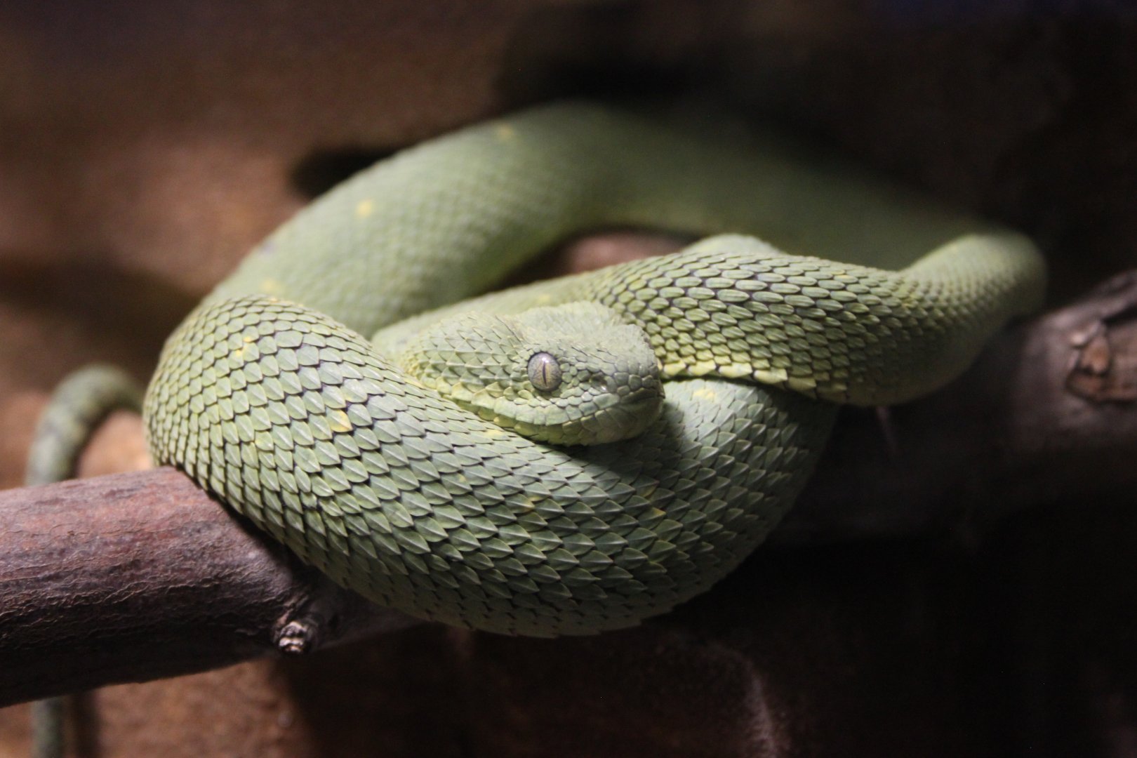 Western bush viper (Atheris chlorechis)