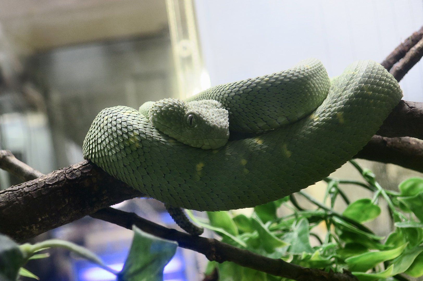 Western Bush Viper (Atheris chlorechis)