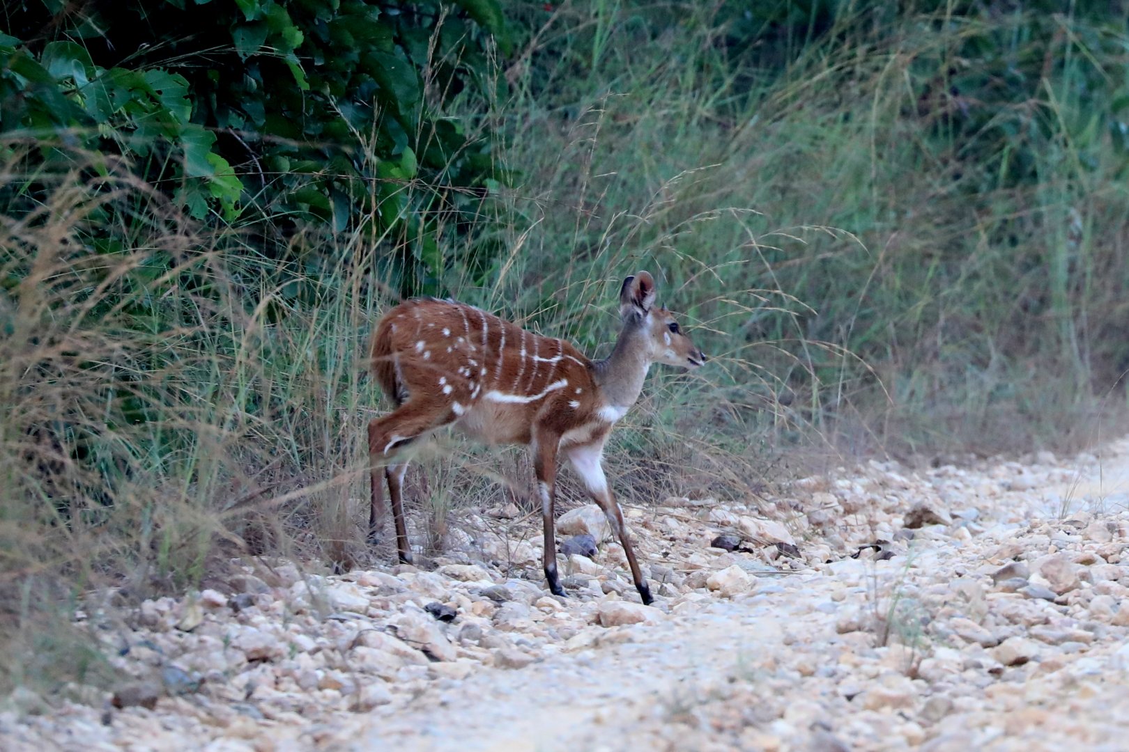western bushbuck (Tragelaphus scriptus)