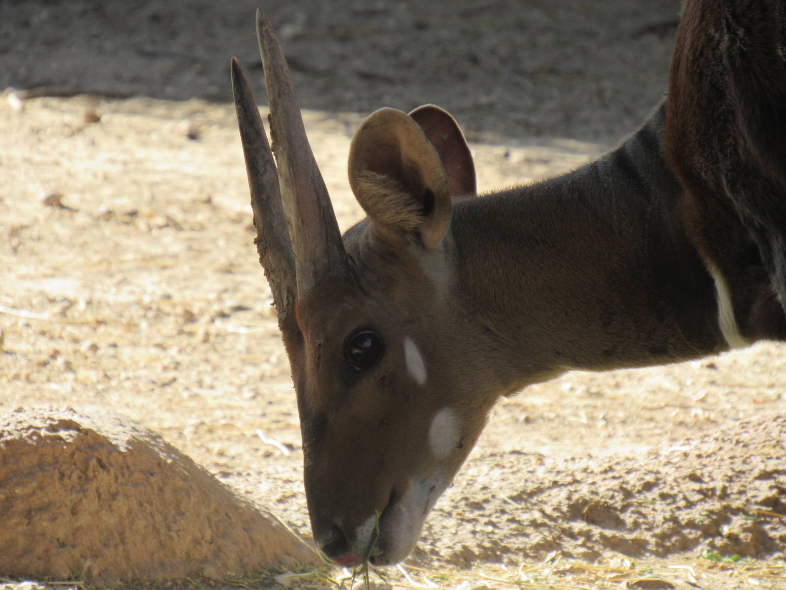 Western Bushbuck