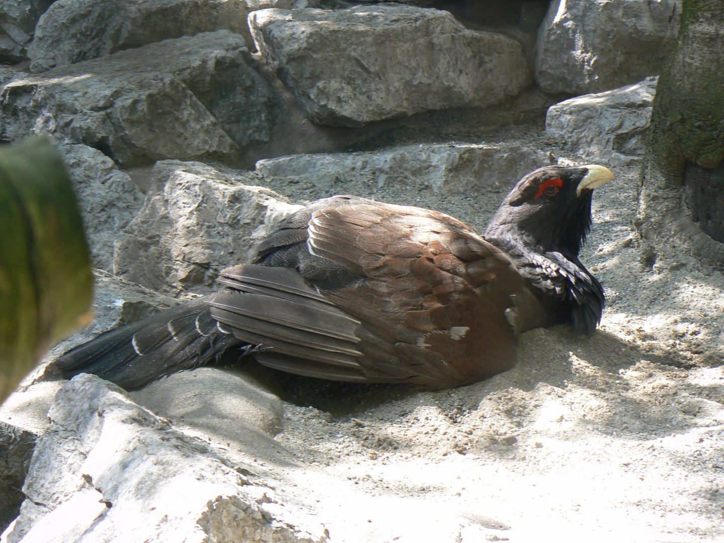 Western Capercaillie - 4 June 2019