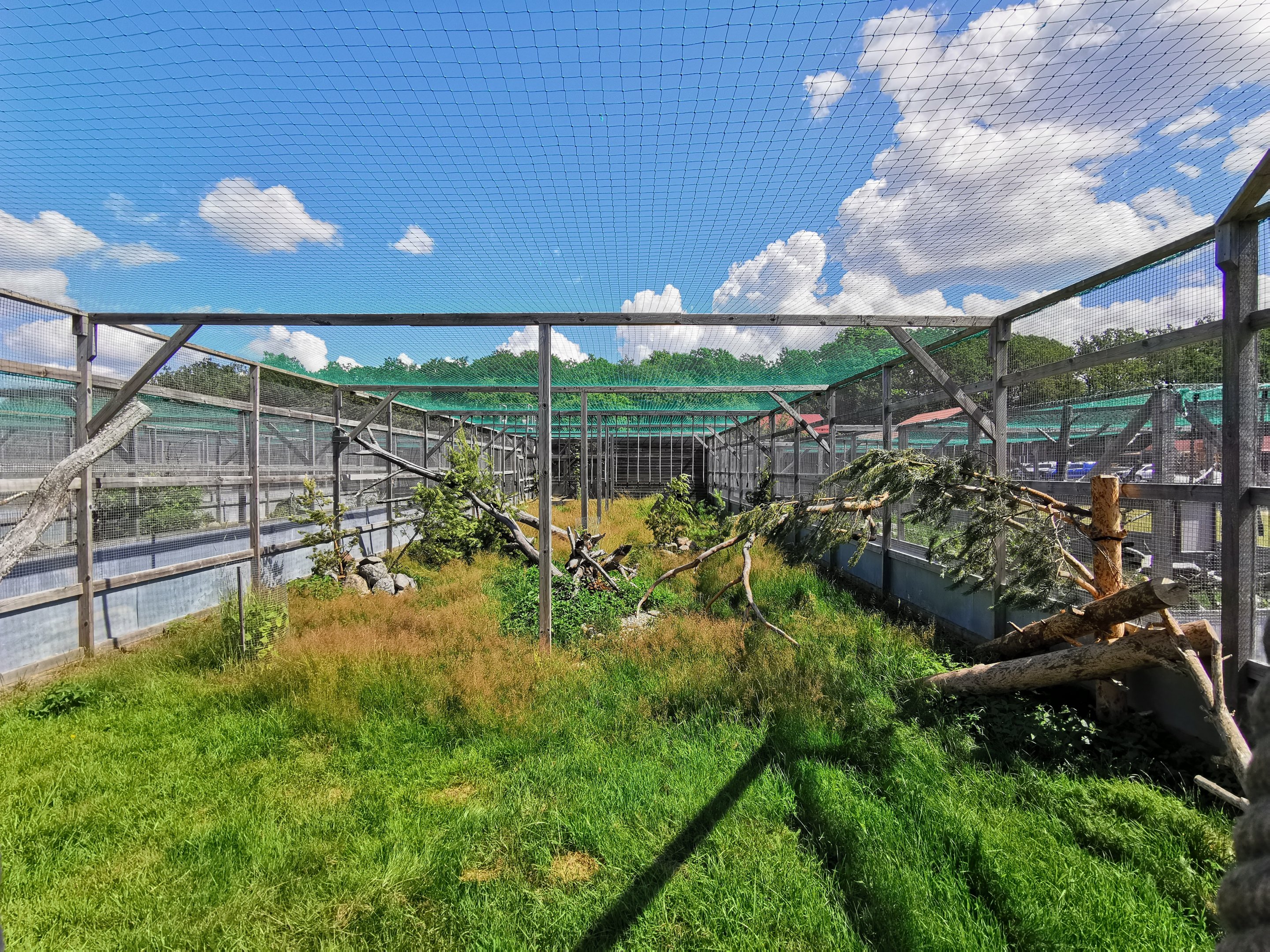 Western capercaillie aviary