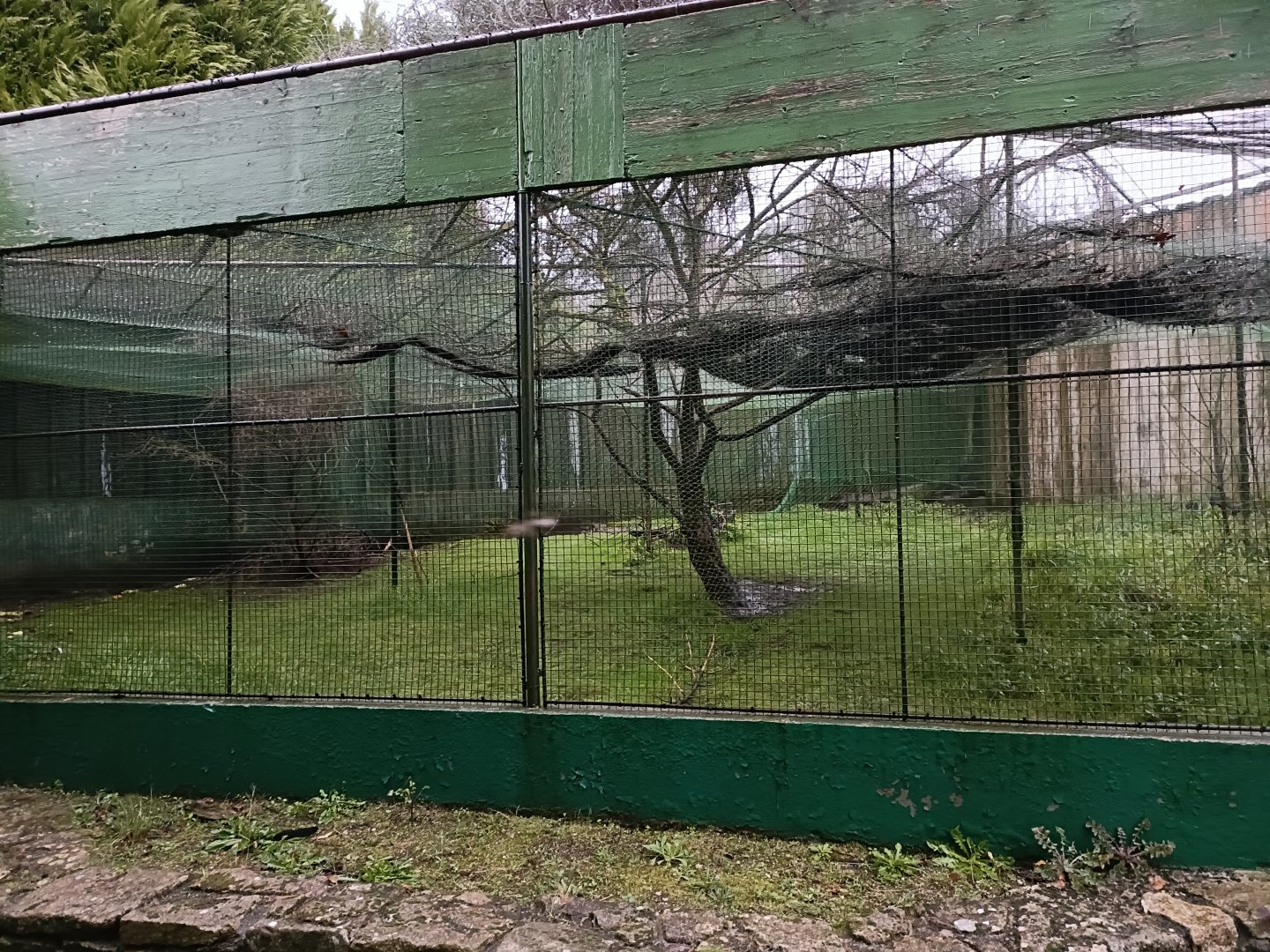 Western capercaillie exhibit - Avifauna Lugo
