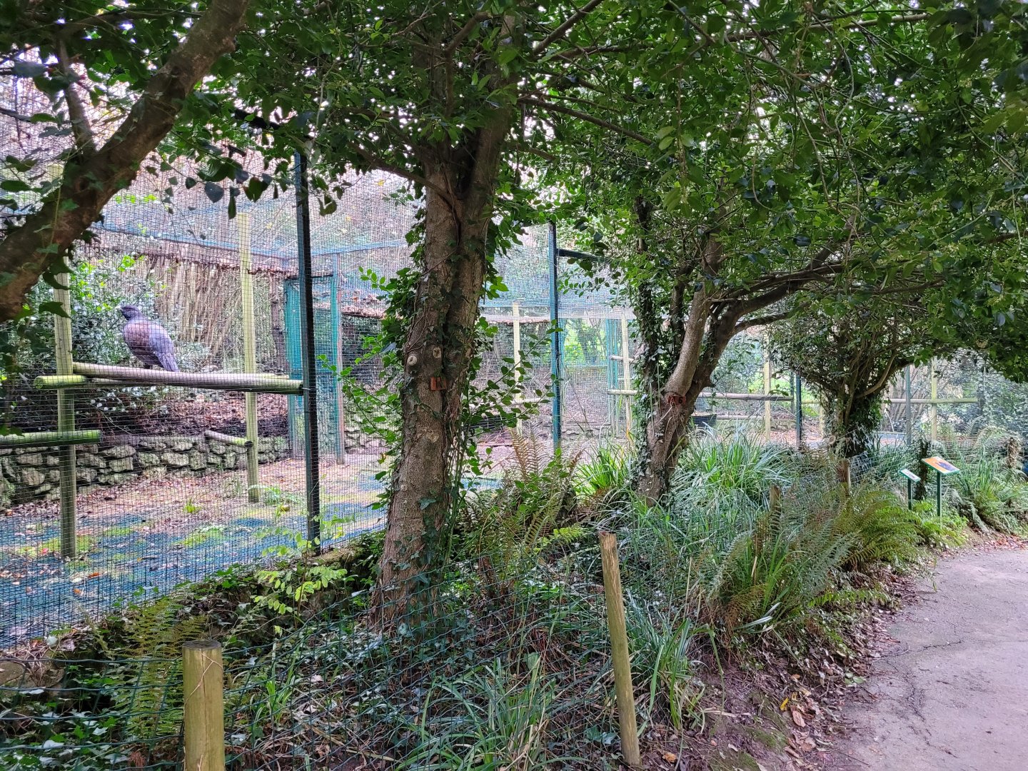 Western capercaillie exhibit -Zoo de Santillana del Mar (2023)