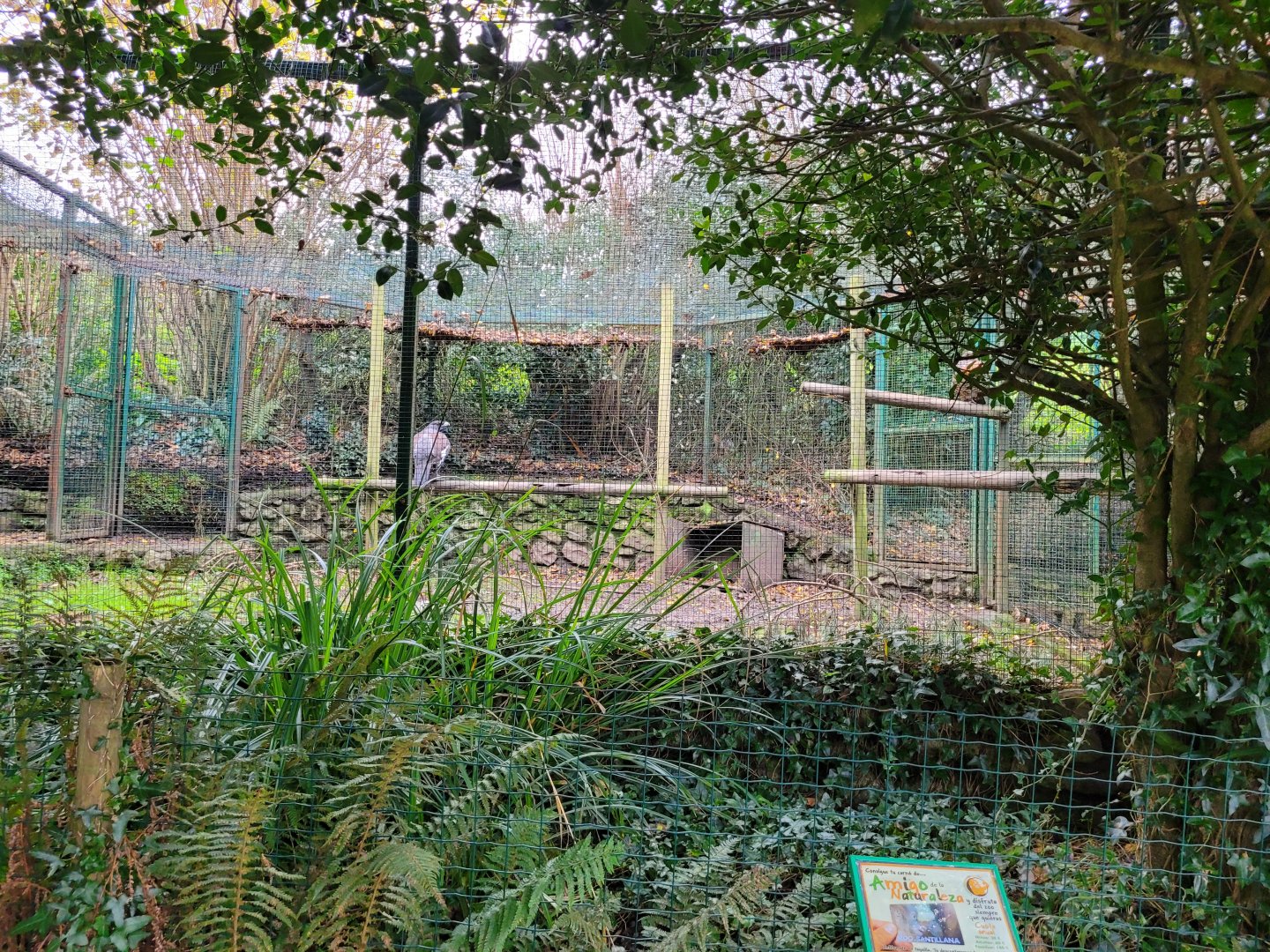 Western capercaillie exhibit -Zoo de Santillana del Mar (2023)