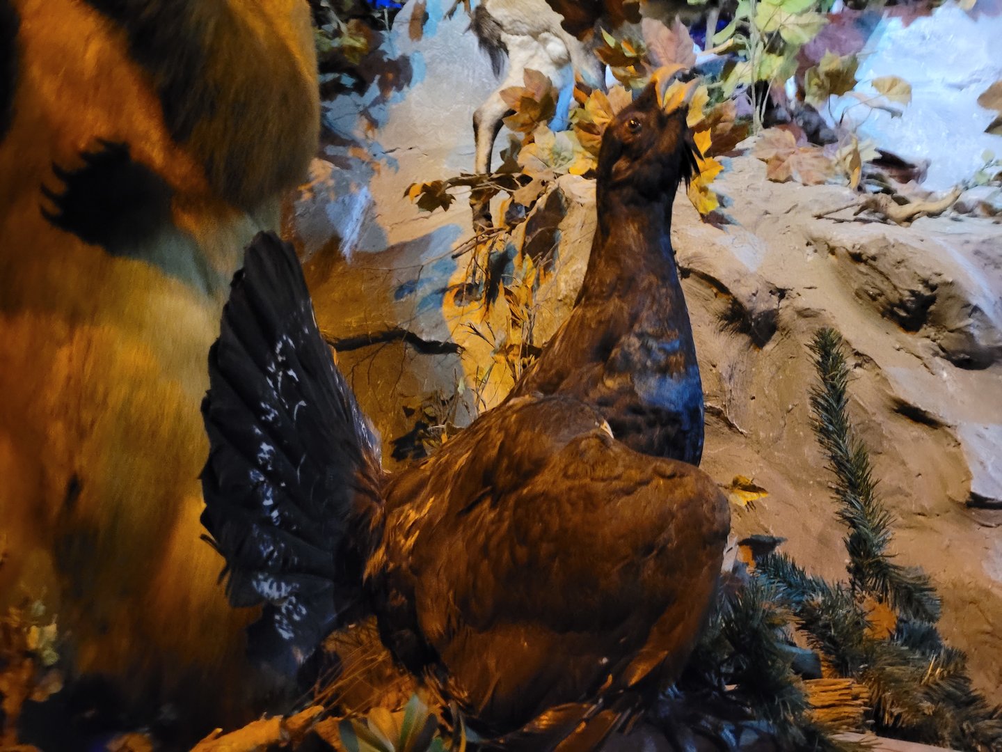 Western capercaillie taxidermy -Parc Animalier des Pyrénées (2023)