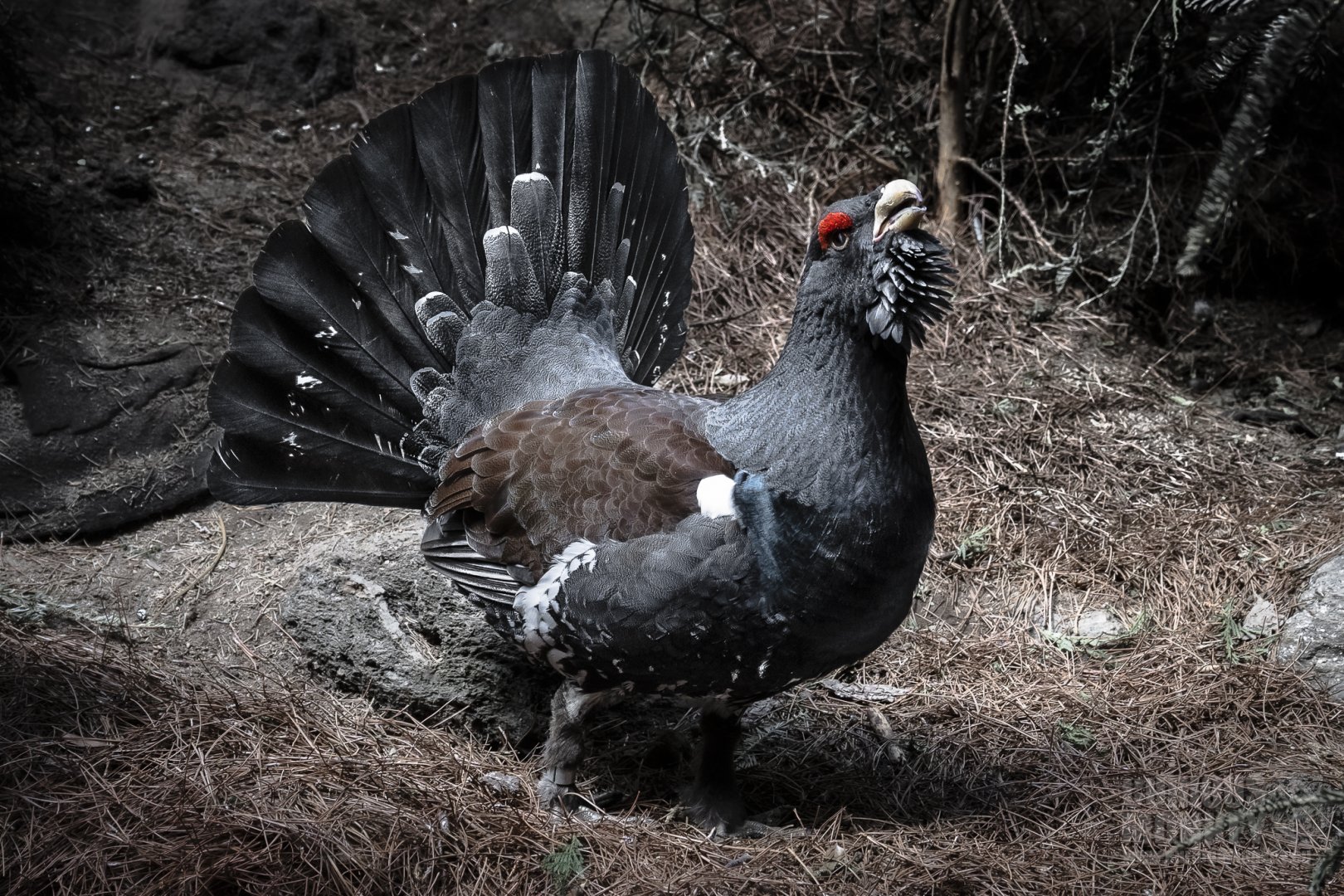 Western Capercaillie (tetrao urogallus) 03/21