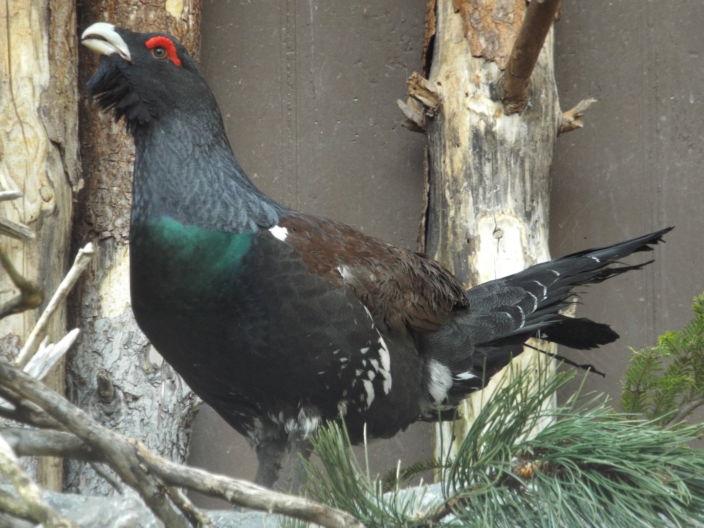 Western Capercaillie (Tetrao urogallus) at Alpenzoo Innsbruck - April 11 2015